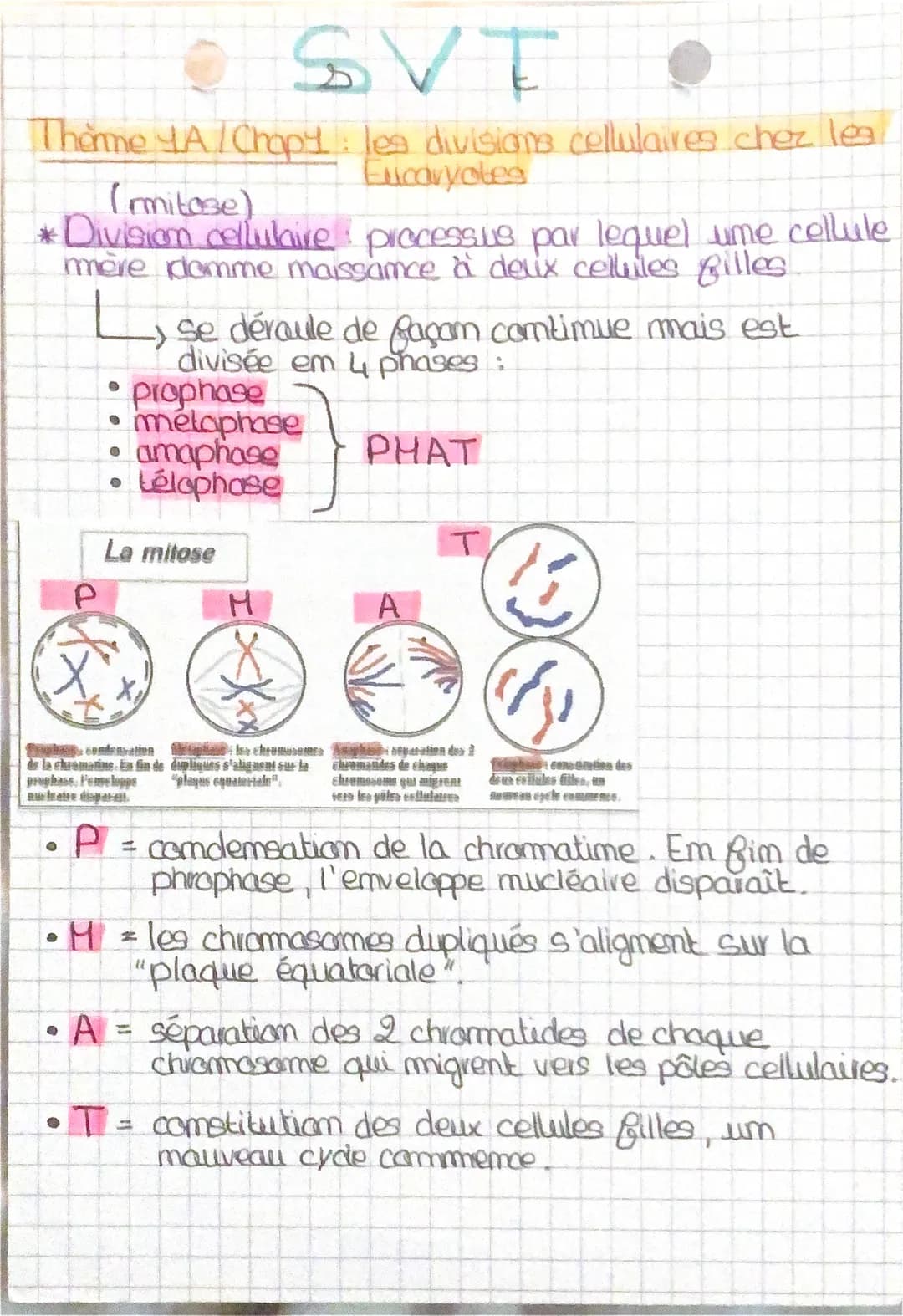 • SVT
Thonne 4A/Chopy: les divisions cellulaires chez les
Eucaryotes
(mitose)
* Division cellulaire processus par lequel ume cellule
mère do