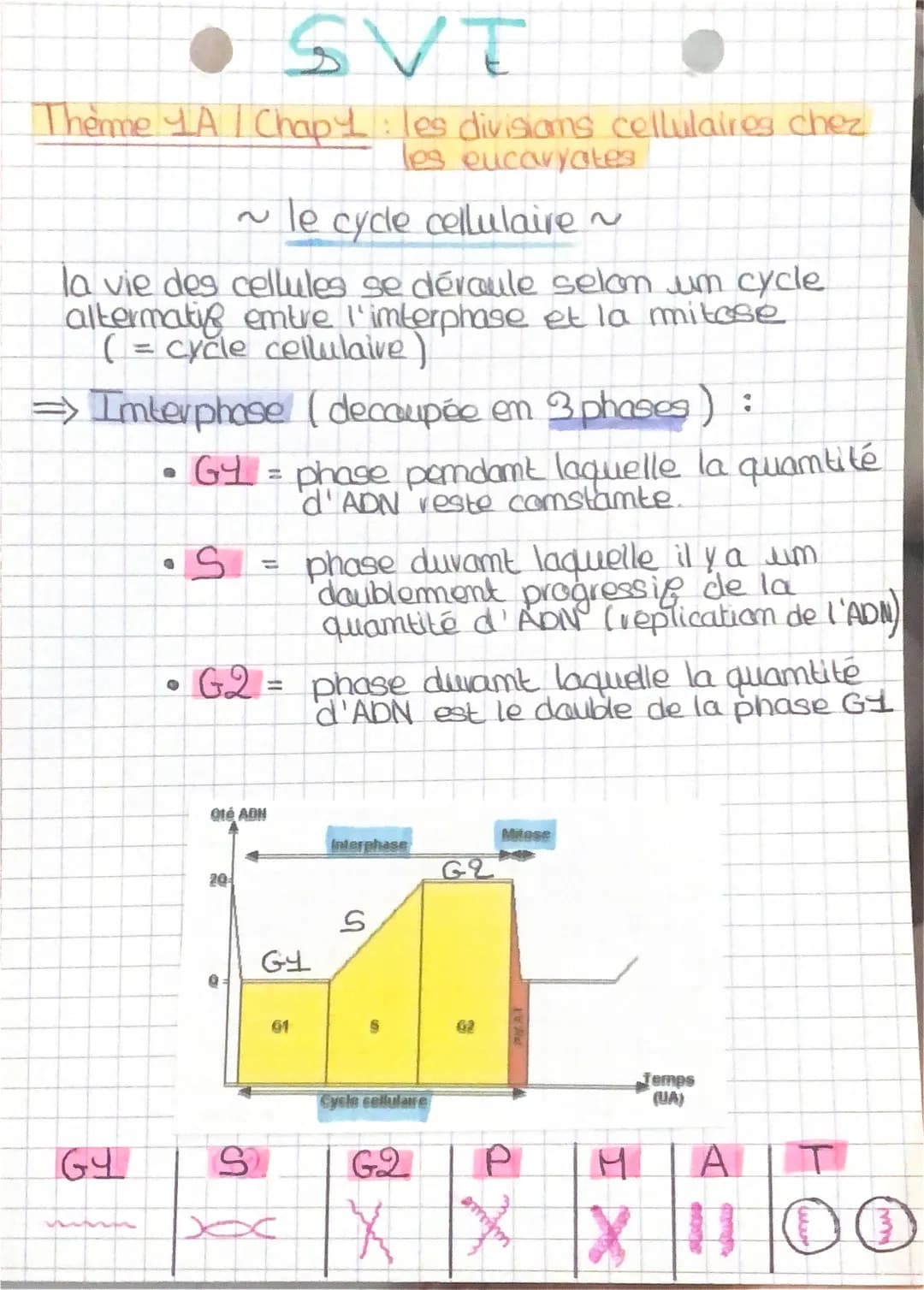 • SVT
Thonne 4A/Chopy: les divisions cellulaires chez les
Eucaryotes
(mitose)
* Division cellulaire processus par lequel ume cellule
mère do