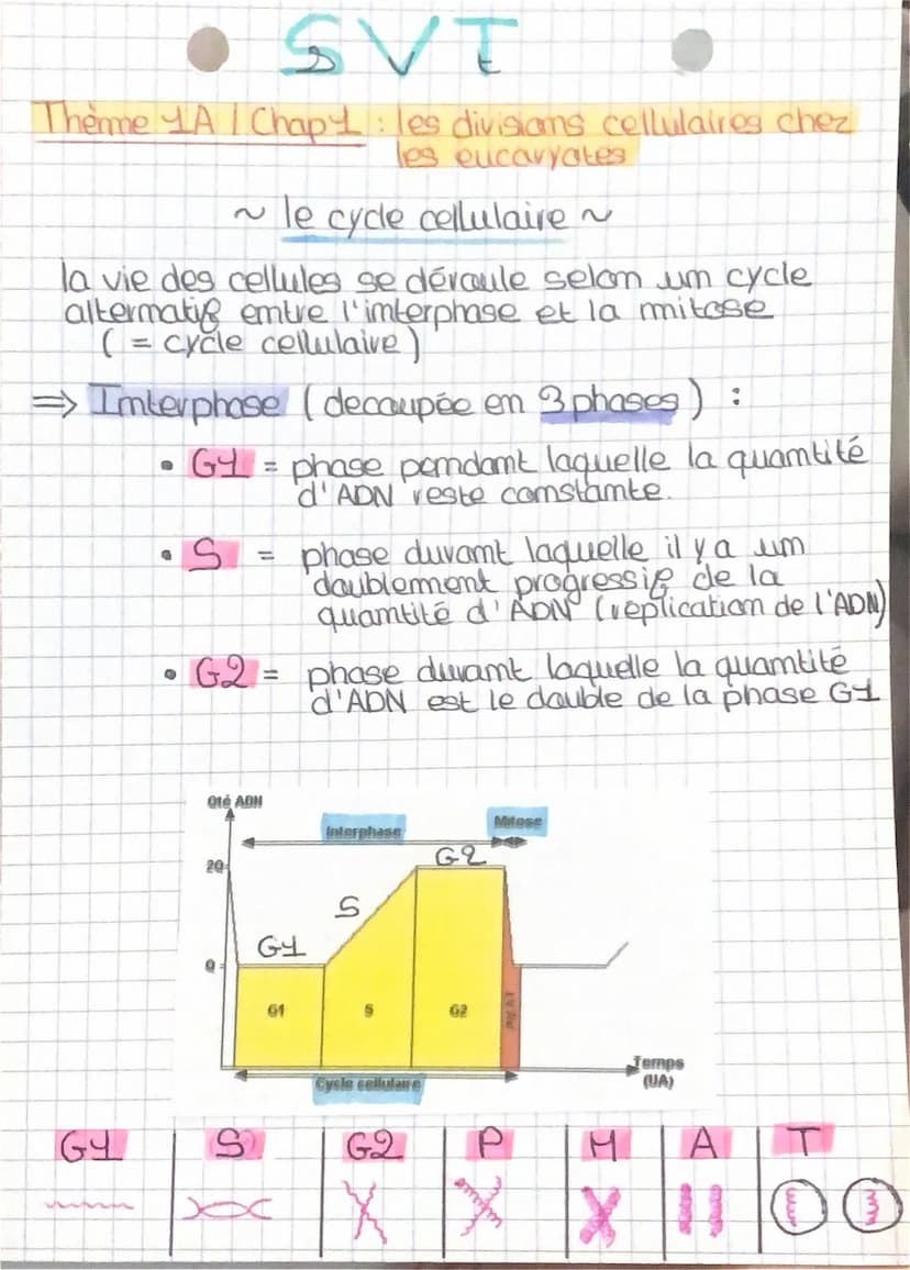 • SVT
Thonne 4A/Chopy: les divisions cellulaires chez les
Eucaryotes
(mitose)
* Division cellulaire processus par lequel ume cellule
mère do