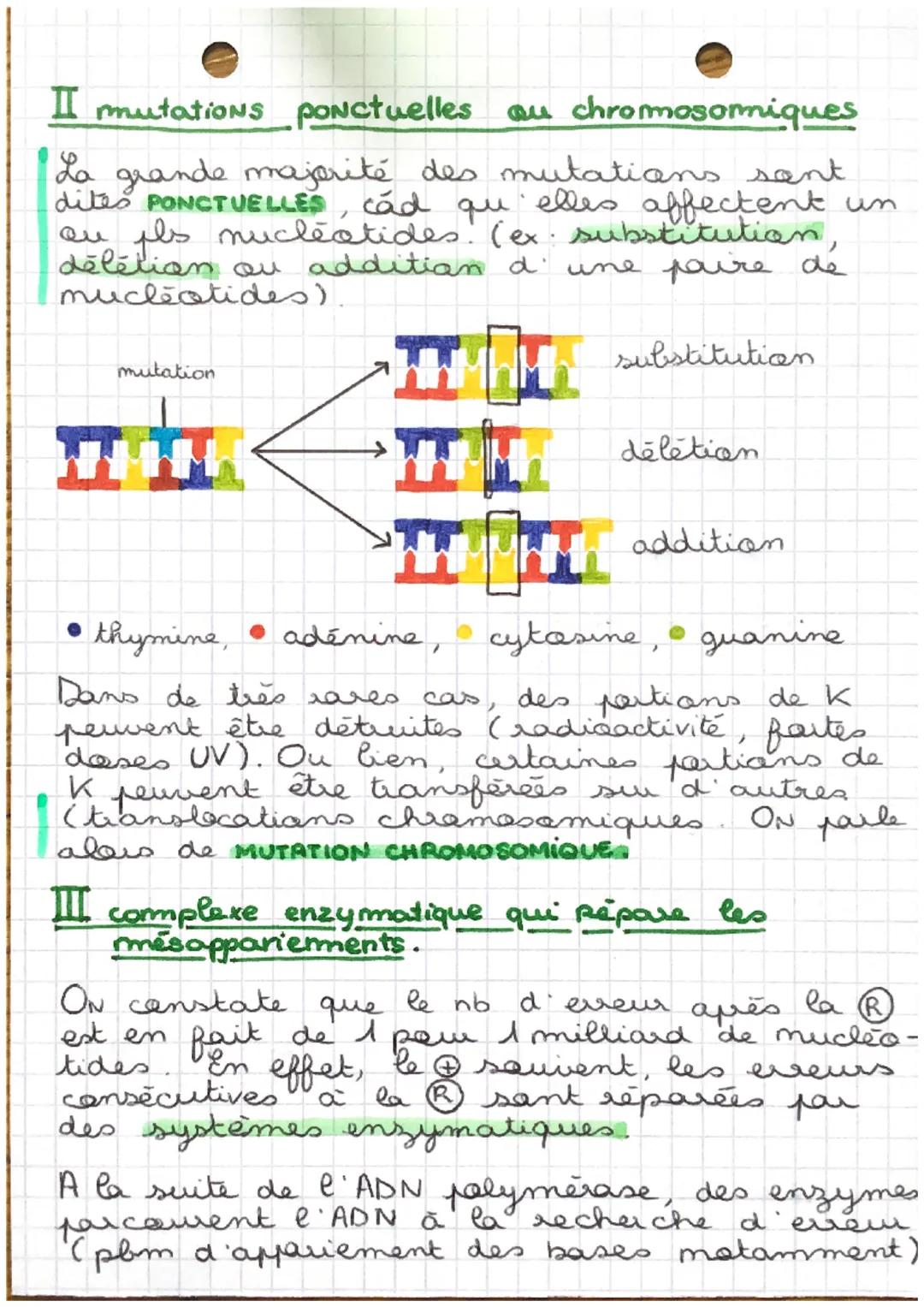 CHAP 2
SVT
variabilité génétique et
mutations de l'ADN
L'ADN se réplique que dans la & durant la
phase s du cycle CR. La se fait de
façon ca