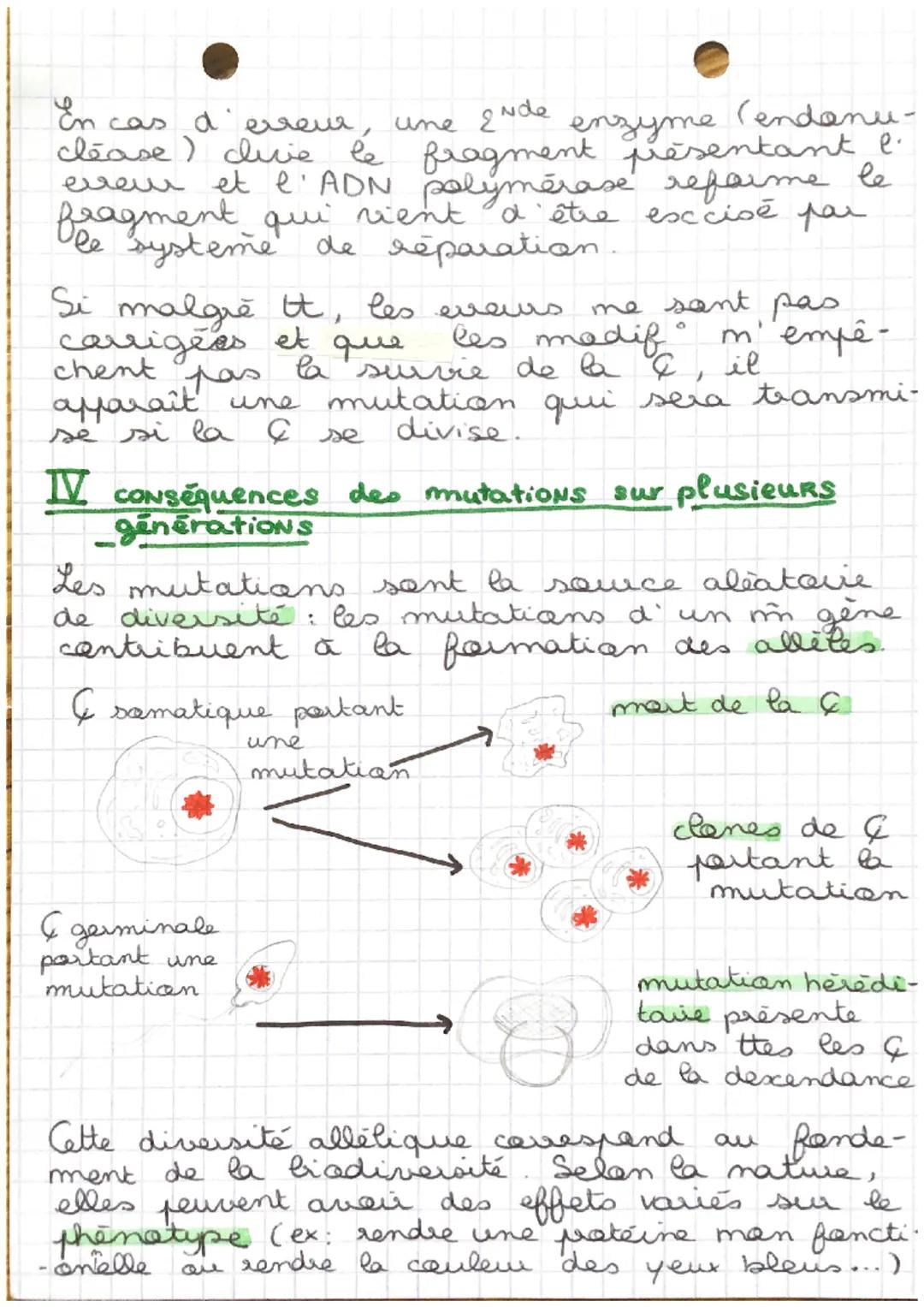 CHAP 2
SVT
variabilité génétique et
mutations de l'ADN
L'ADN se réplique que dans la & durant la
phase s du cycle CR. La se fait de
façon ca