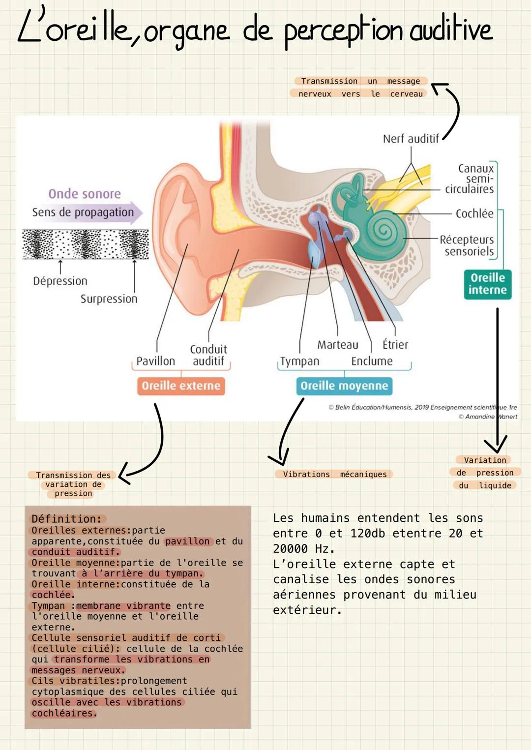 L'oreille, organe de perception auditive
Transmission un message
nerveux vers le cerveau
Onde sonore
Sens de propagation
Dépression
Surpress