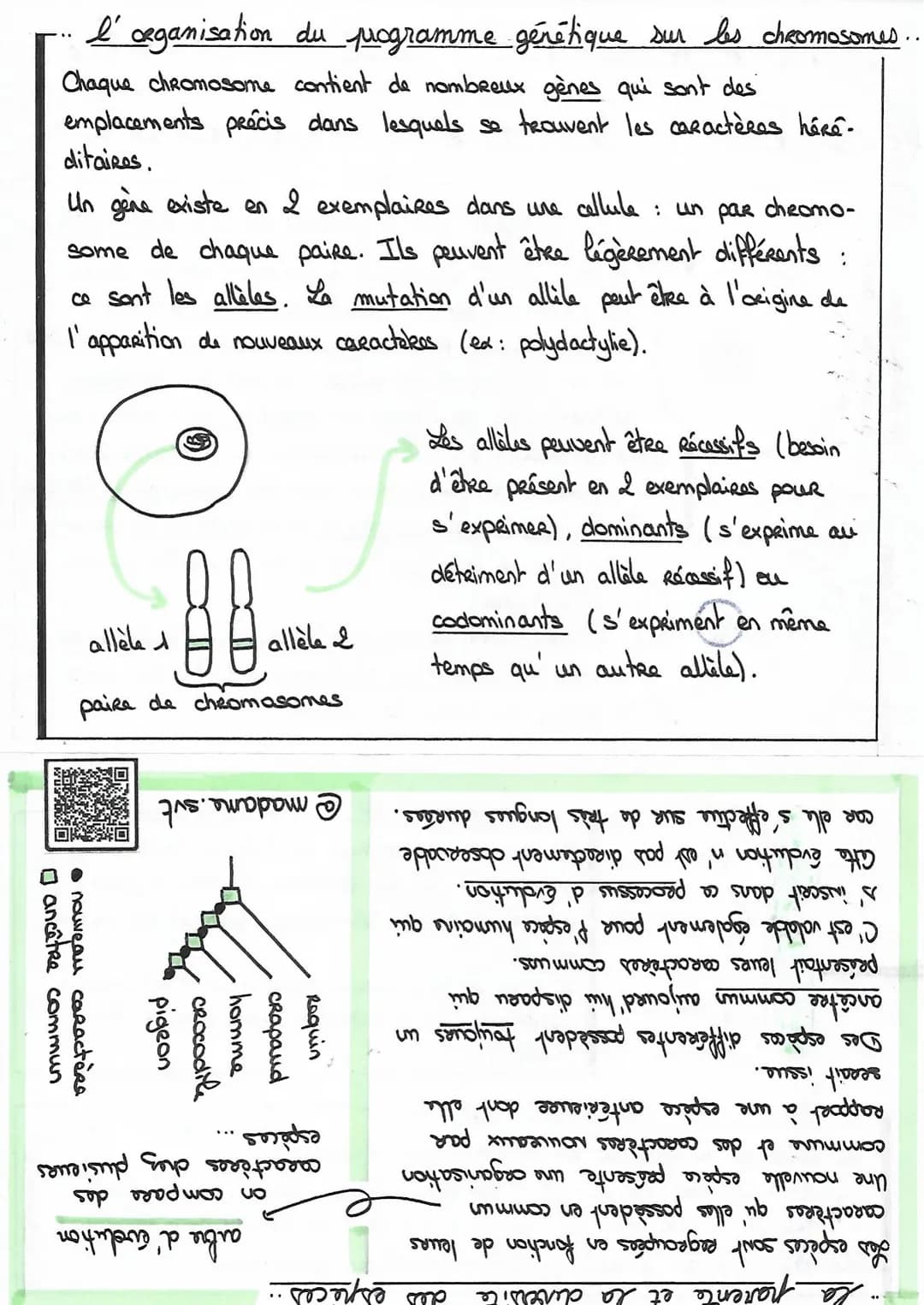 diversité
معاد لنا
en-dehors de
la division cellulaire
pendant la division
cellulaire
des
chromatice,
et unité
êtres vivants
la diversite de