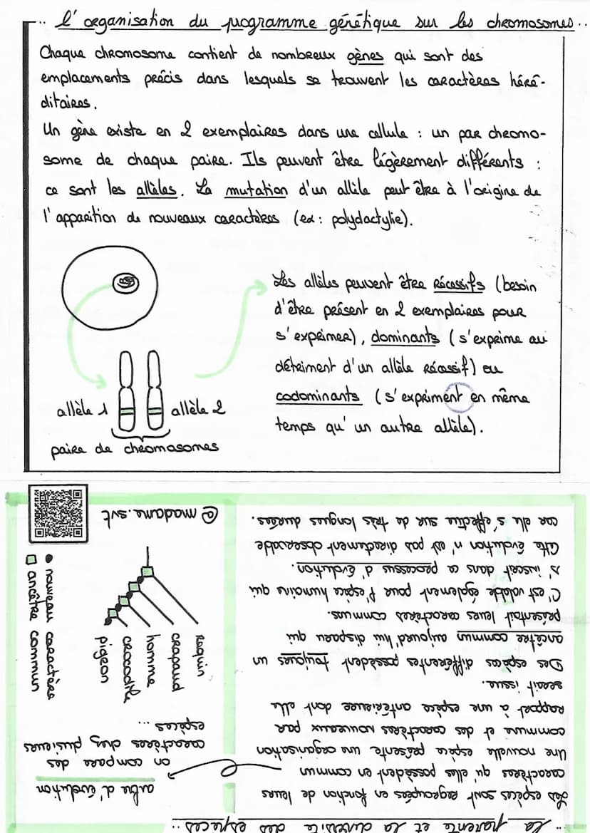 diversité
معاد لنا
en-dehors de
la division cellulaire
pendant la division
cellulaire
des
chromatice,
et unité
êtres vivants
la diversite de
