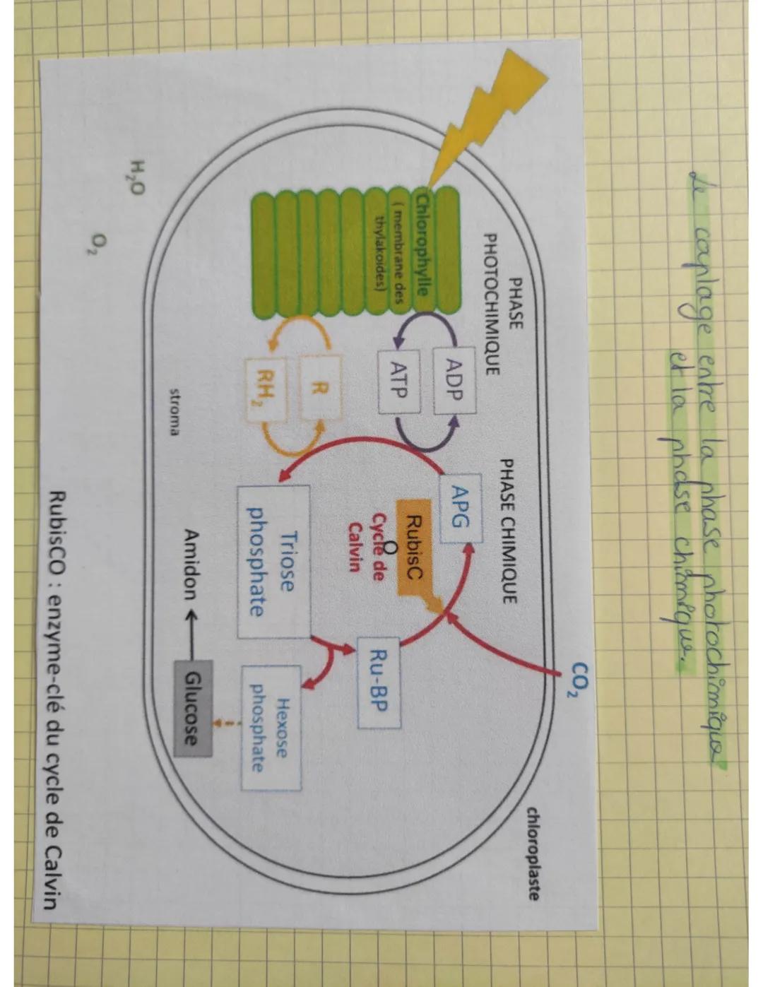 Comprendre la Photosynthèse: Schéma et Étapes Simples