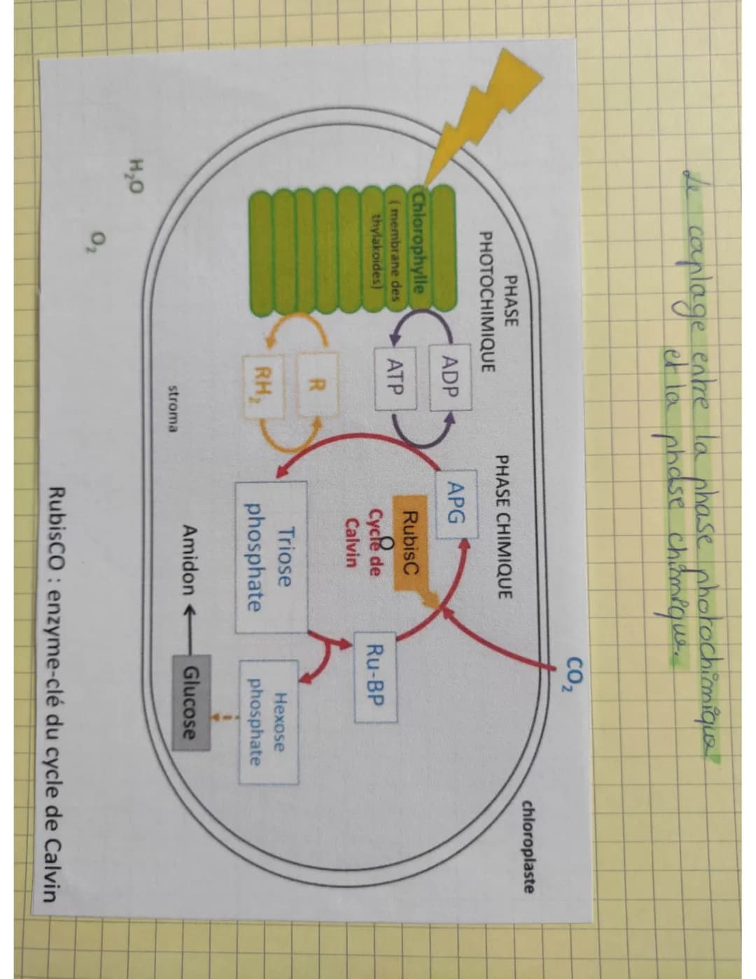 3.2. La
phose
chimique
• reduction du co₂ qui aboutit à l'assimilation proces, ine
de dioxyde de carbone + Pormation de molecule ogoniques
(