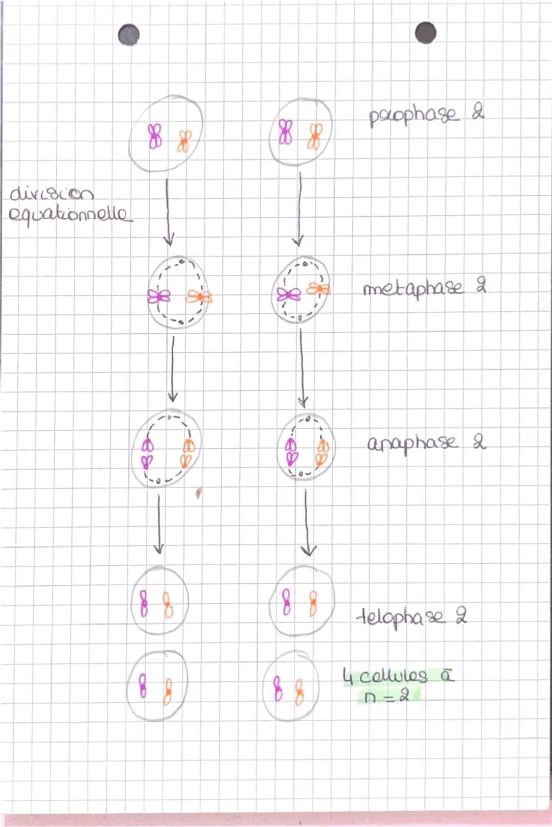 SVT
Rappel de la paemicia
La méiose est un ensemble do. 2 divisions qui ne sont
paocadãos que d'one uriaus rõdication de l'ADIM. La
moiose p