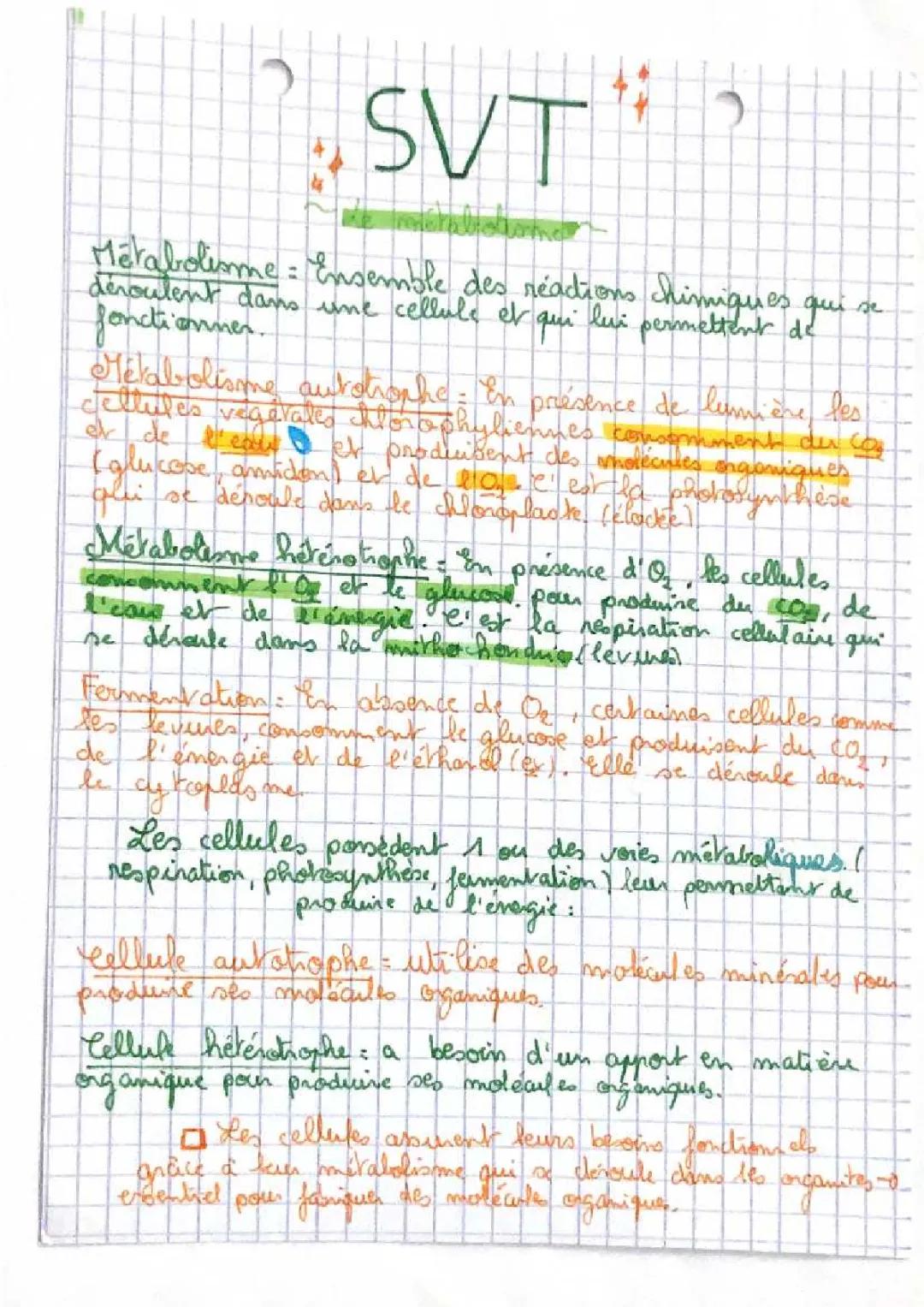 How Plants and Animals Get Energy: Photosynthesis and Cellular Respiration