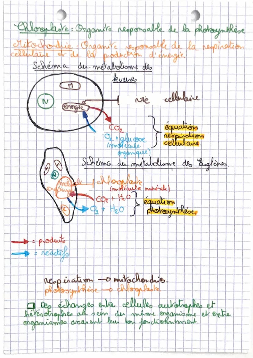 SVT
Metabolisme : Ensemble des réations chimiques qui se
lui permettent de
,
déroulent dans une cellule et
fonctionner..
qui
Métabolisme aut