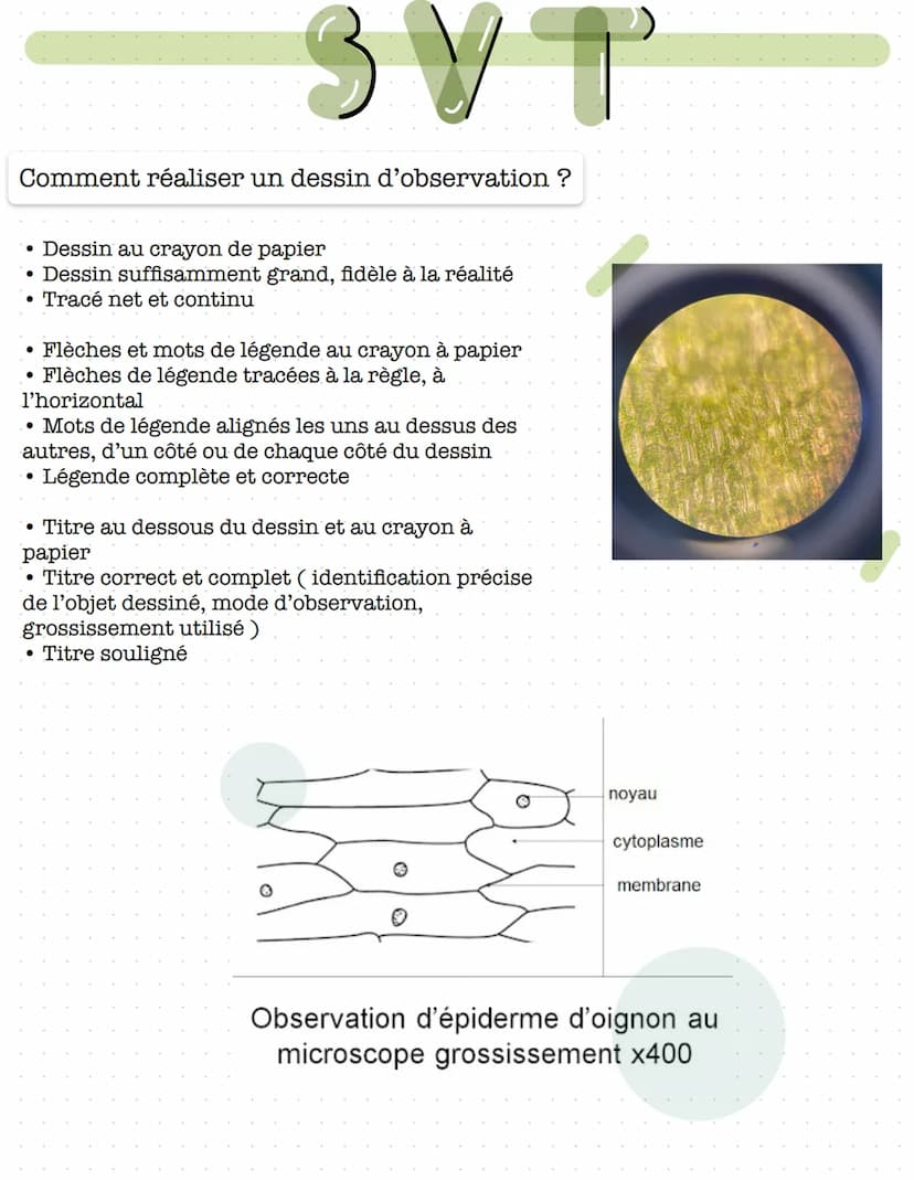 Comment utiliser le microscope ?
Préparer le microscope :
- s'installer en face du microscope
●
ЗУТ
positionner le plus petit objectif au de