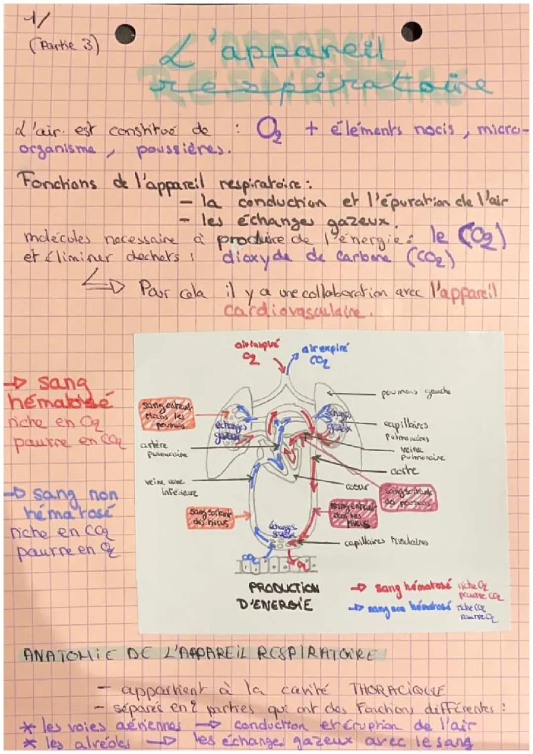 Comment l'appareil respiratoire nous aide à respirer et à produire de l'énergie