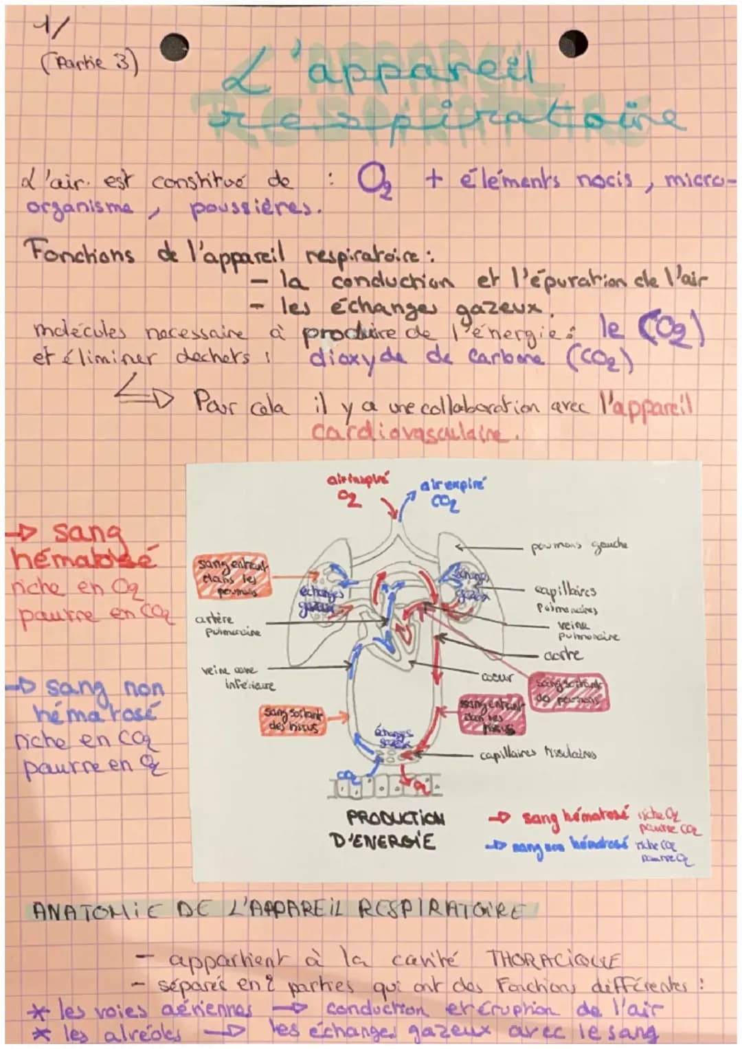 +/
(Partie 3)
L'air est constitué de
→sang
hemable
organisme
Fonctions de l'appareil respiratoire :
L'appareil
respiratoire
non
sang
hema ra