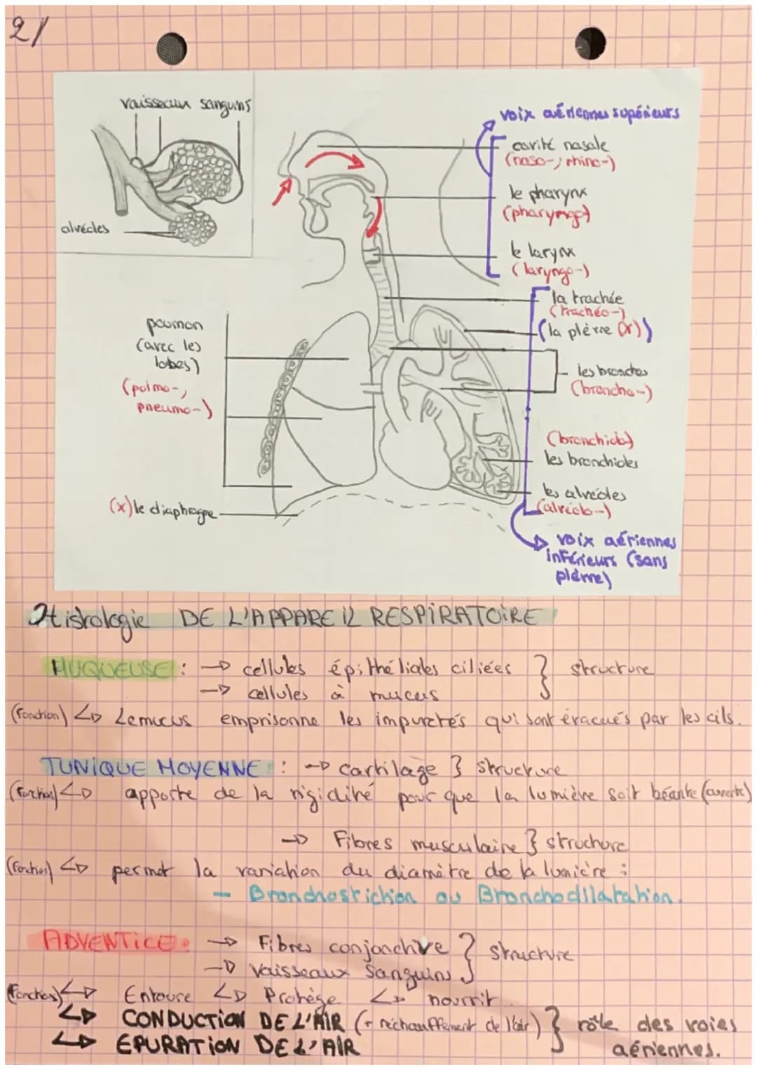 +/
(Partie 3)
L'air est constitué de
→sang
hemable
organisme
Fonctions de l'appareil respiratoire :
L'appareil
respiratoire
non
sang
hema ra