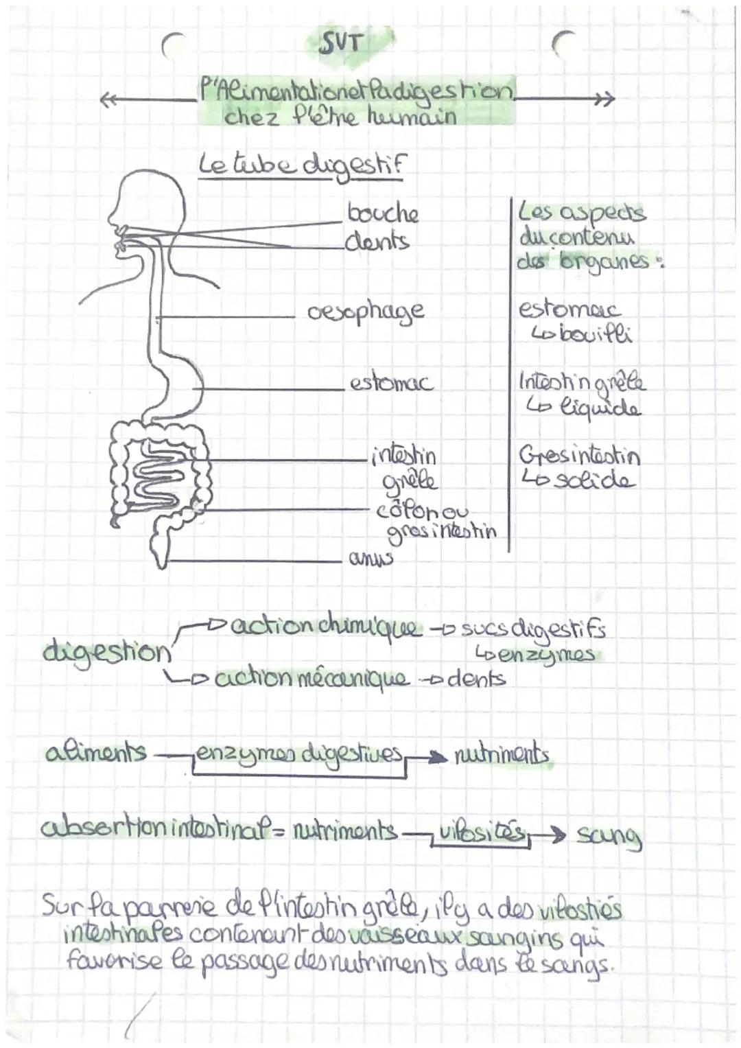 ←
SVT
P'Alimentationet Padigestion_
chez P'être heumain
←
Le tube digestif

bouche
dents

Les aspects
du contenu
des organes.

oesophage

es