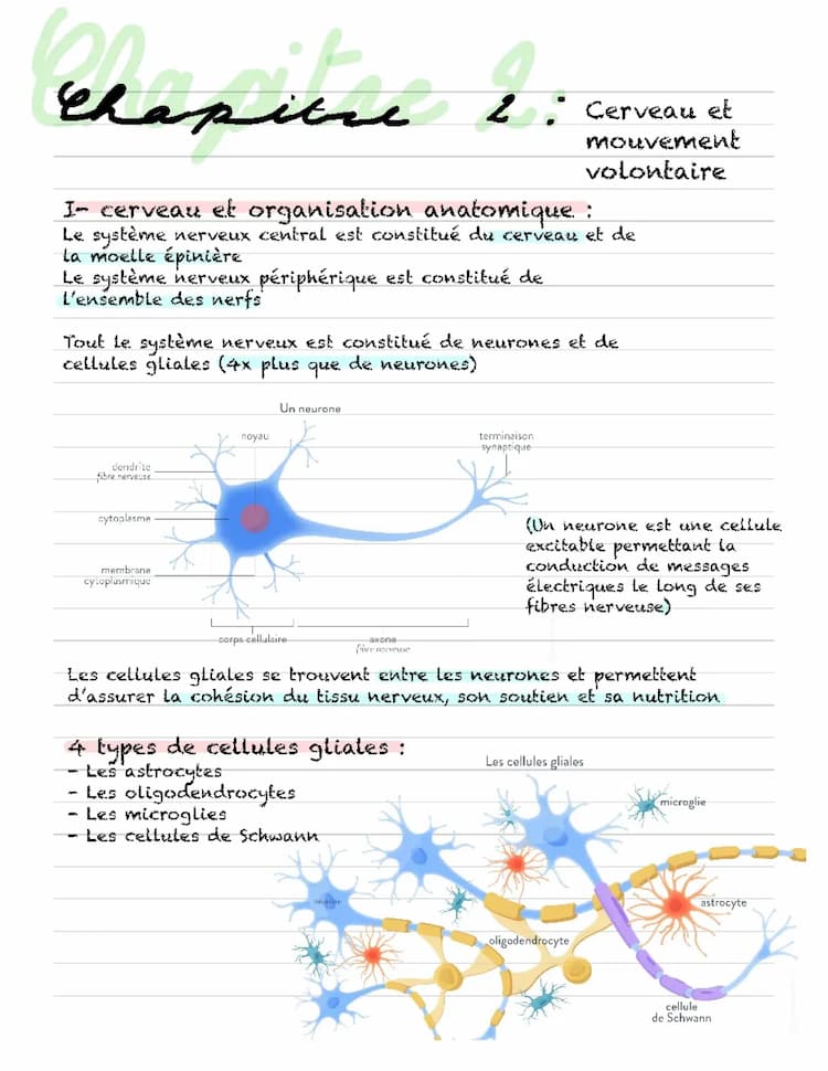 Know Cerveau et mouvement volontaire  thumbnail