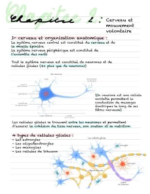 Know Cerveau et mouvement volontaire  thumbnail