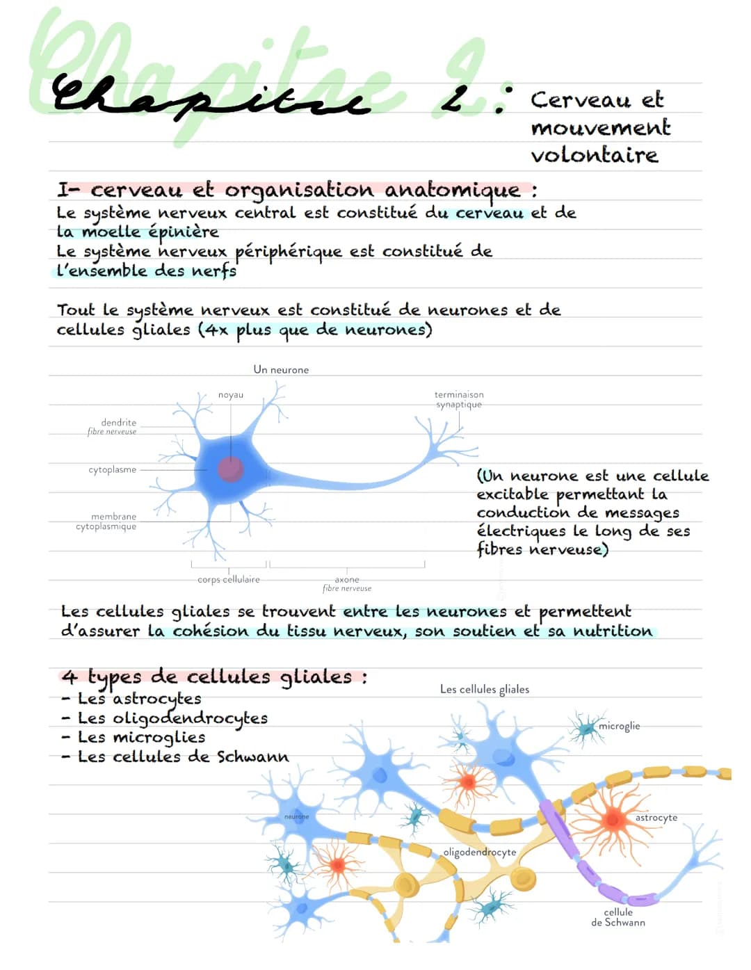 Chapitre
I- cerveau et organisation anatomique :
Le système nerveux central est constitué du cerveau et de
la moelle épinière
Le système ner