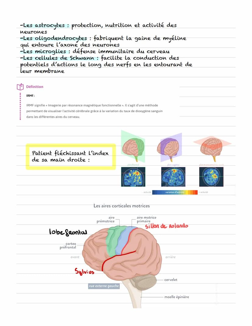 Chapitre
I- cerveau et organisation anatomique :
Le système nerveux central est constitué du cerveau et de
la moelle épinière
Le système ner