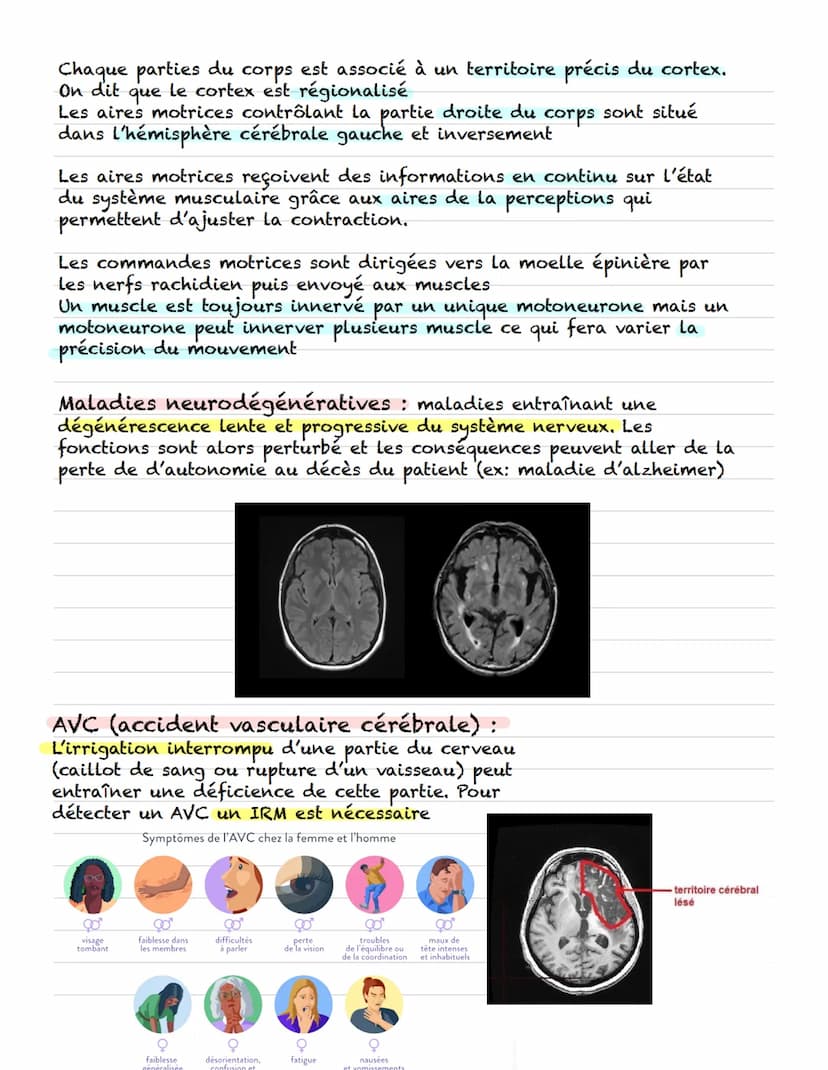 Chapitre
I- cerveau et organisation anatomique :
Le système nerveux central est constitué du cerveau et de
la moelle épinière
Le système ner