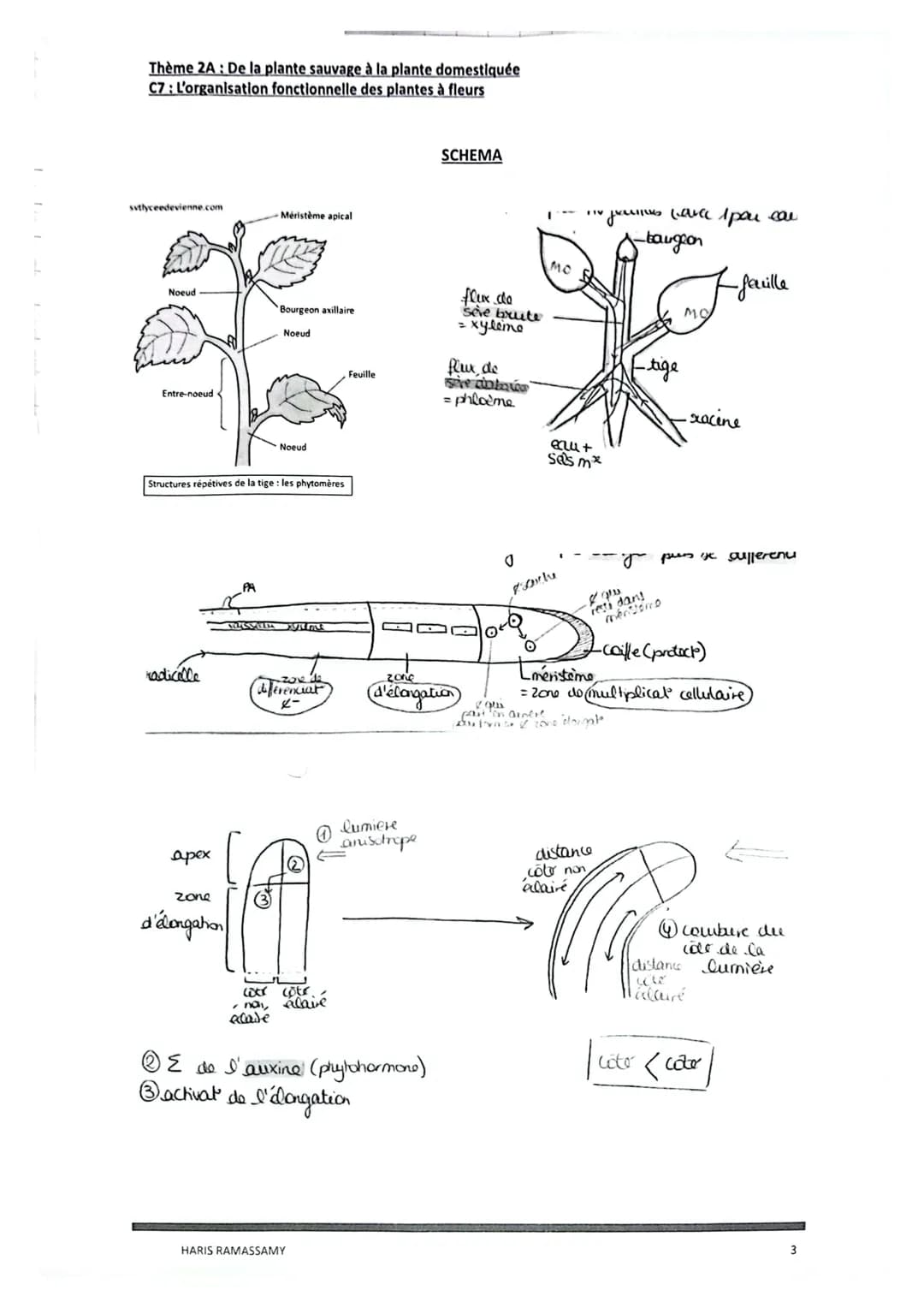Thème 2A: De la plante sauvage à la plante domestiquée
C7: L'organisation fonctionnelle des plantes à fleurs
La plante présente une grande s