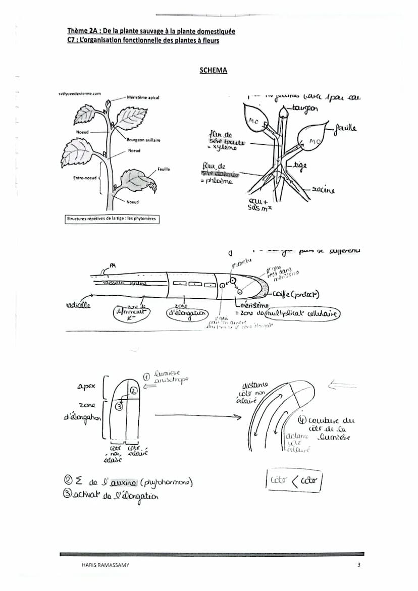 Thème 2A: De la plante sauvage à la plante domestiquée
C7: L'organisation fonctionnelle des plantes à fleurs
La plante présente une grande s