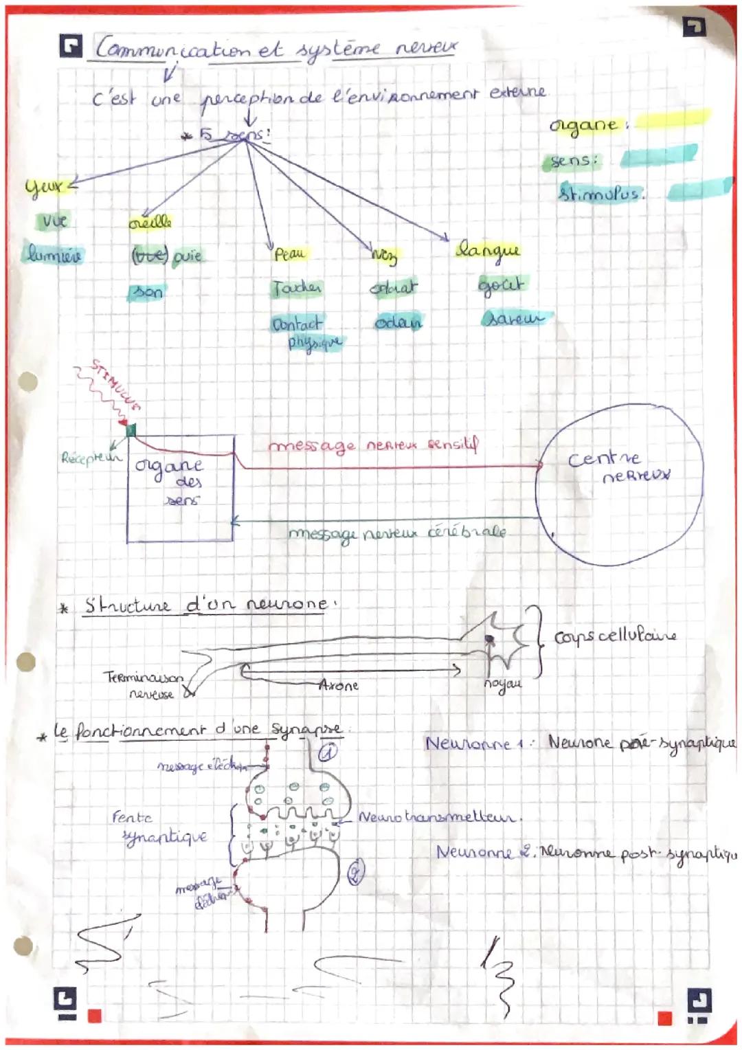 le système nerveux 