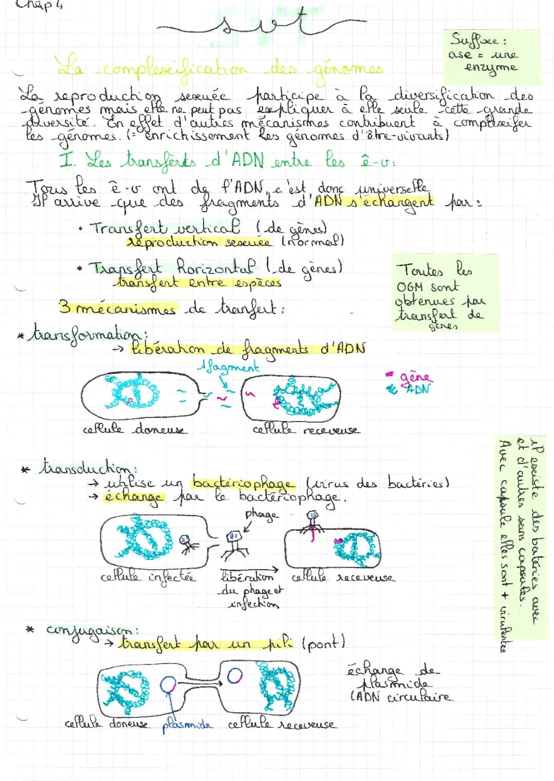 La complexification des génomes SVT