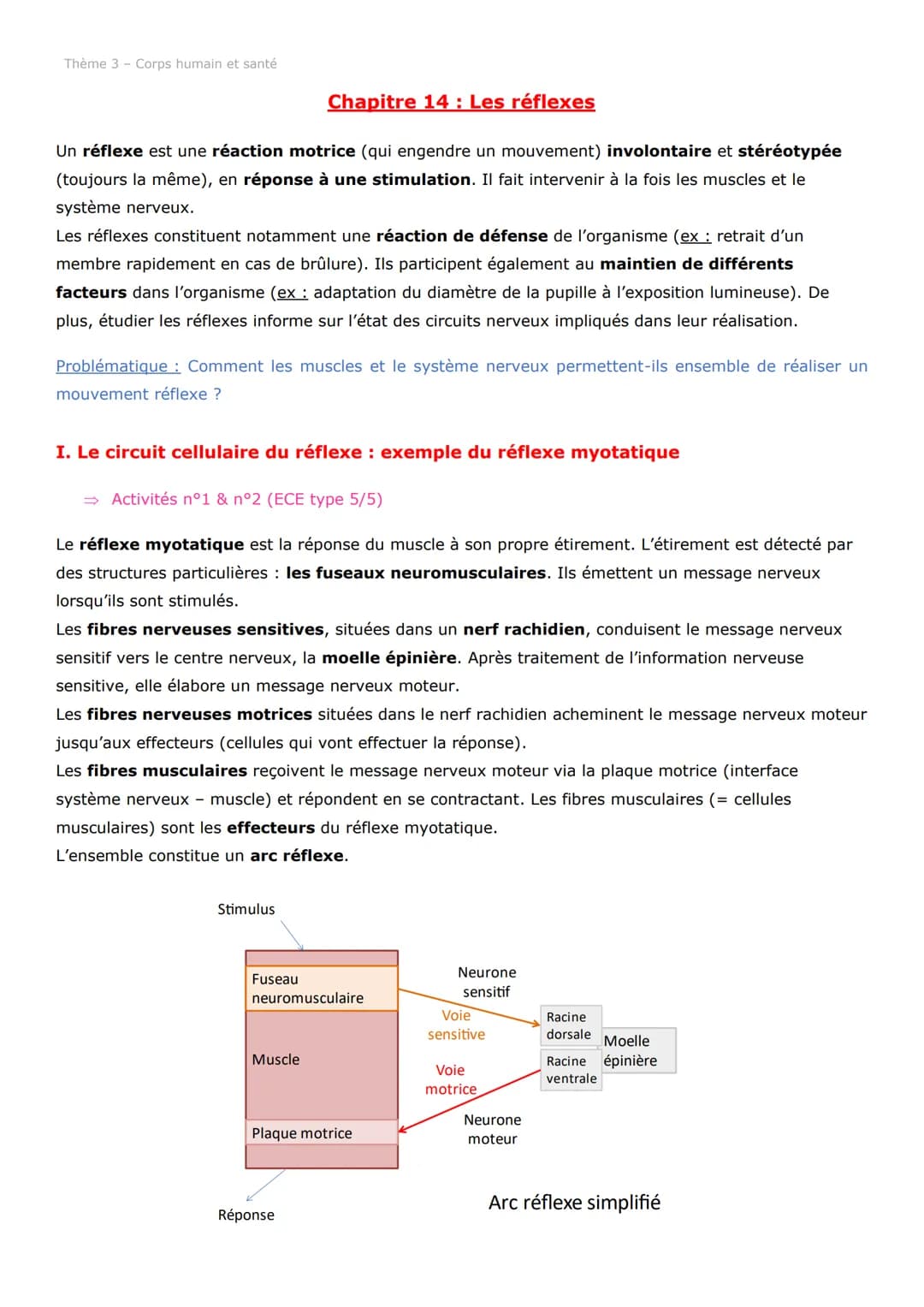 Thème 3 - Corps humain et santé
Un réflexe est une réaction motrice (qui engendre un mouvement) involontaire et stéréotypée
(toujours la mêm