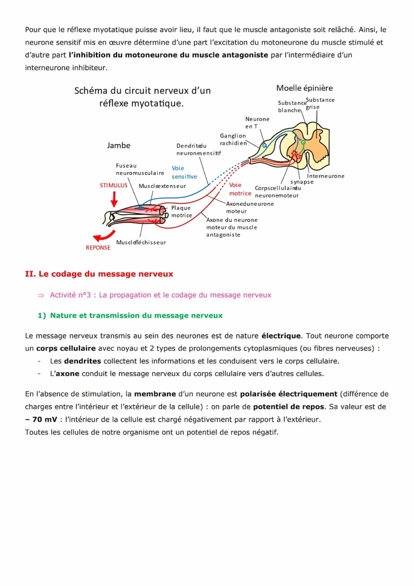 Thème 3 - Corps humain et santé
Un réflexe est une réaction motrice (qui engendre un mouvement) involontaire et stéréotypée
(toujours la mêm