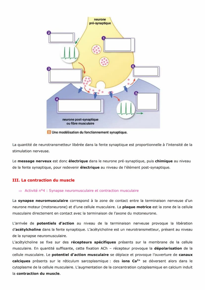 Thème 3 - Corps humain et santé
Un réflexe est une réaction motrice (qui engendre un mouvement) involontaire et stéréotypée
(toujours la mêm