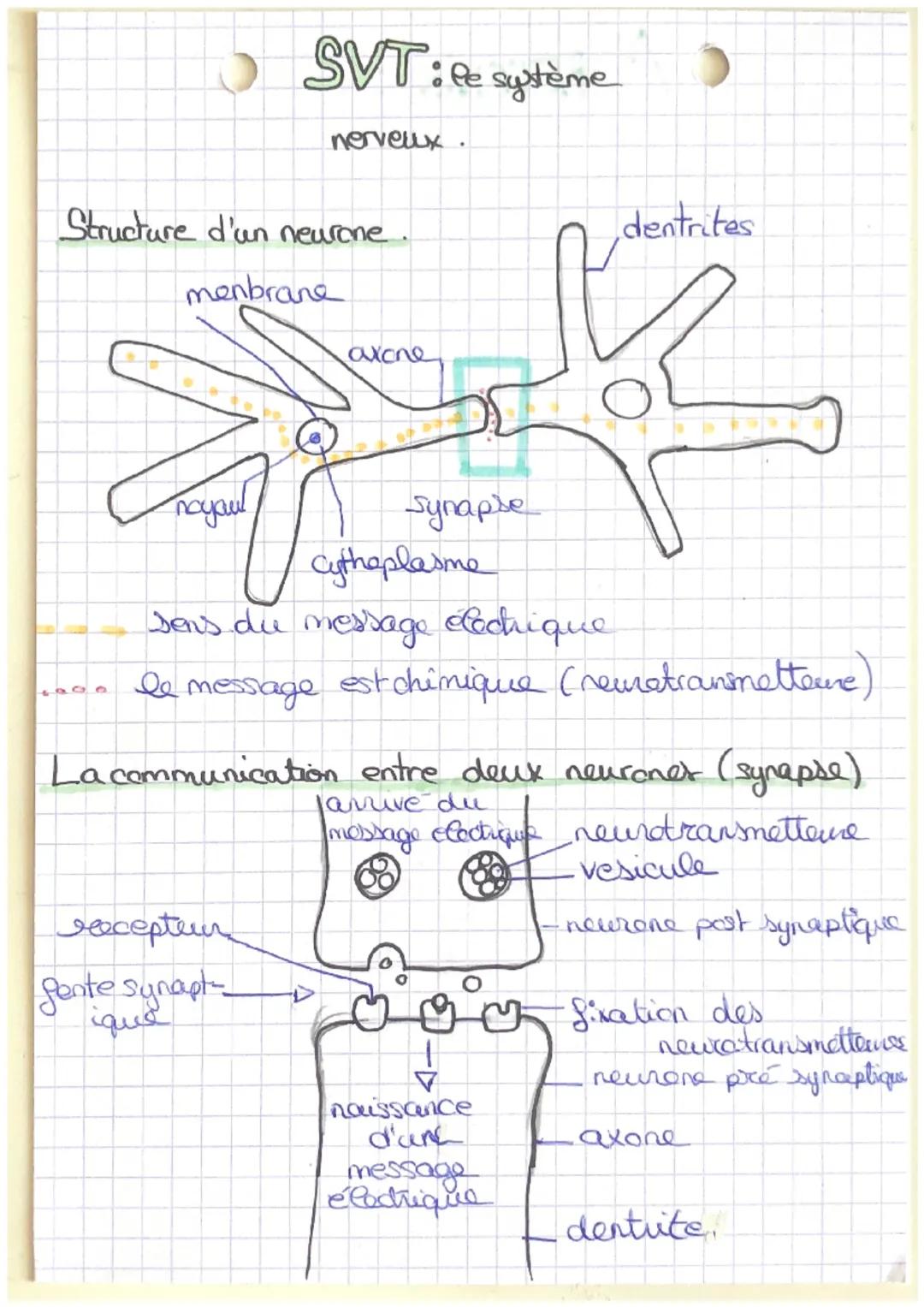 SVT: le système
nerveux.

Structure d'an neurone.

menbrane

nayoul

axone

Synapse

dentrites

Cytheplasme

sens de message Cochique

le me