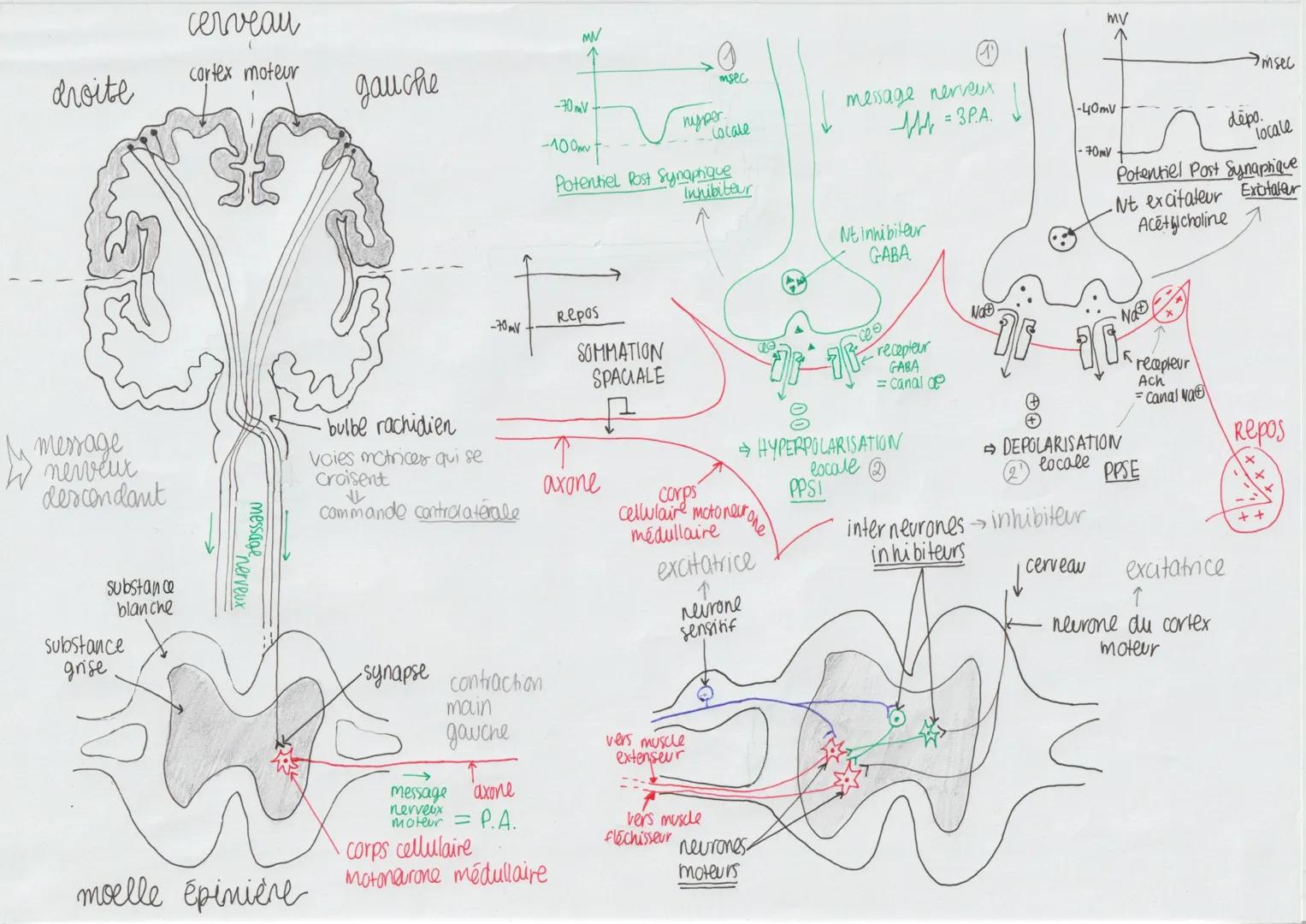 # cerveau

droite gauche

cortex moteur

message
nerveux
descendant

substance
blanche

substance
grise

moelle épinière
bulbe rachidien
Voi