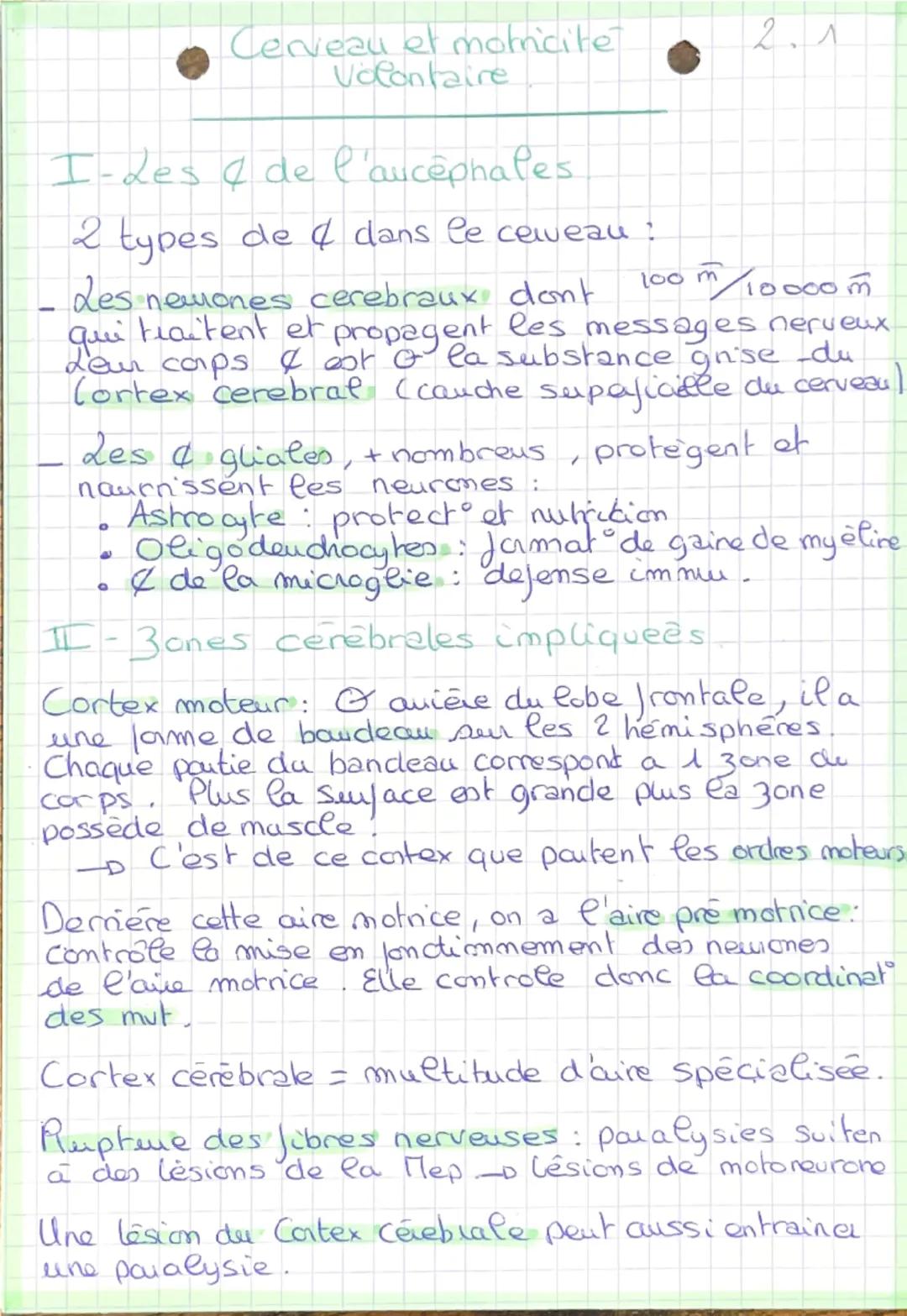 - Cerveau et motricité
Volontaire

- I-Les & de l'aucephales

- 2 types de 4 dans le cerveau:

$100m/10000m$
- des newones cerebraux dont
qu