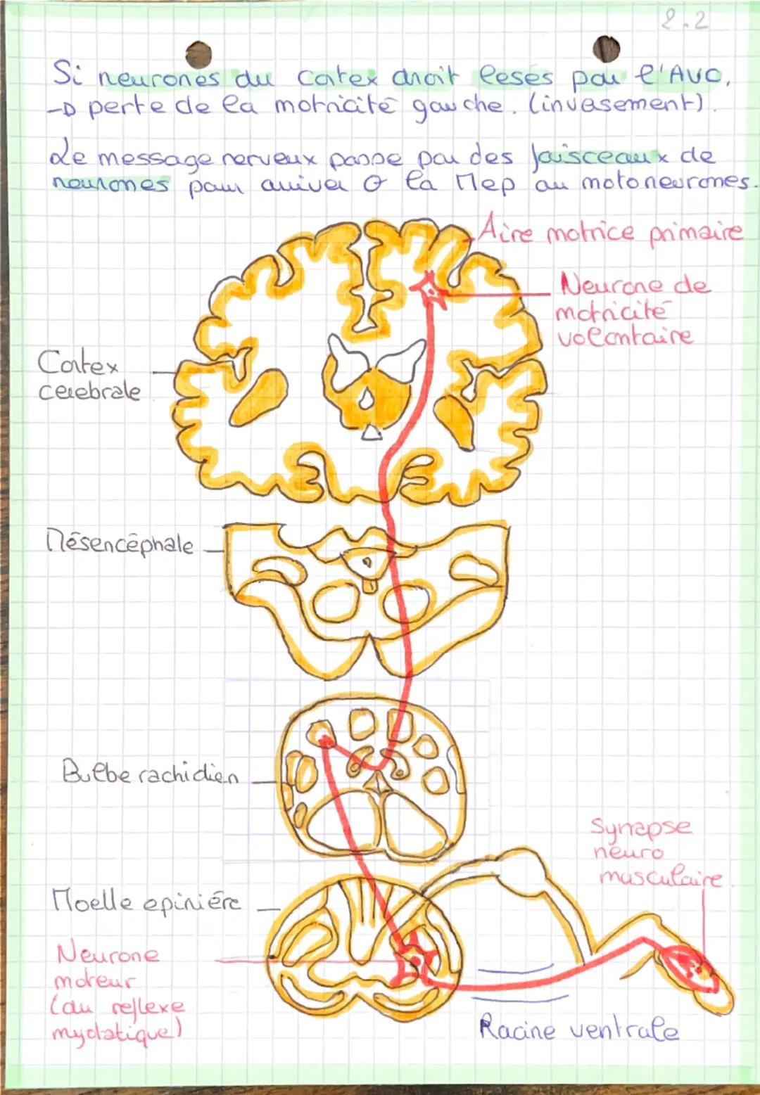 - Cerveau et motricité
Volontaire

- I-Les & de l'aucephales

- 2 types de 4 dans le cerveau:

$100m/10000m$
- des newones cerebraux dont
qu