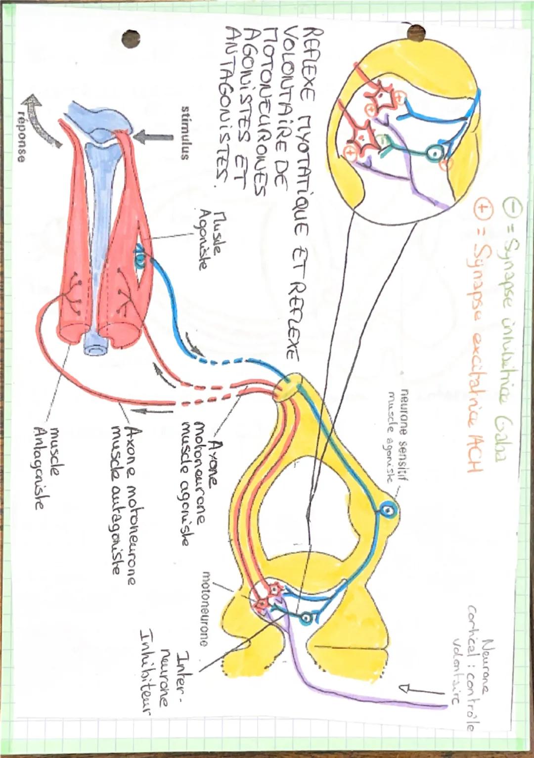 - Cerveau et motricité
Volontaire

- I-Les & de l'aucephales

- 2 types de 4 dans le cerveau:

$100m/10000m$
- des newones cerebraux dont
qu