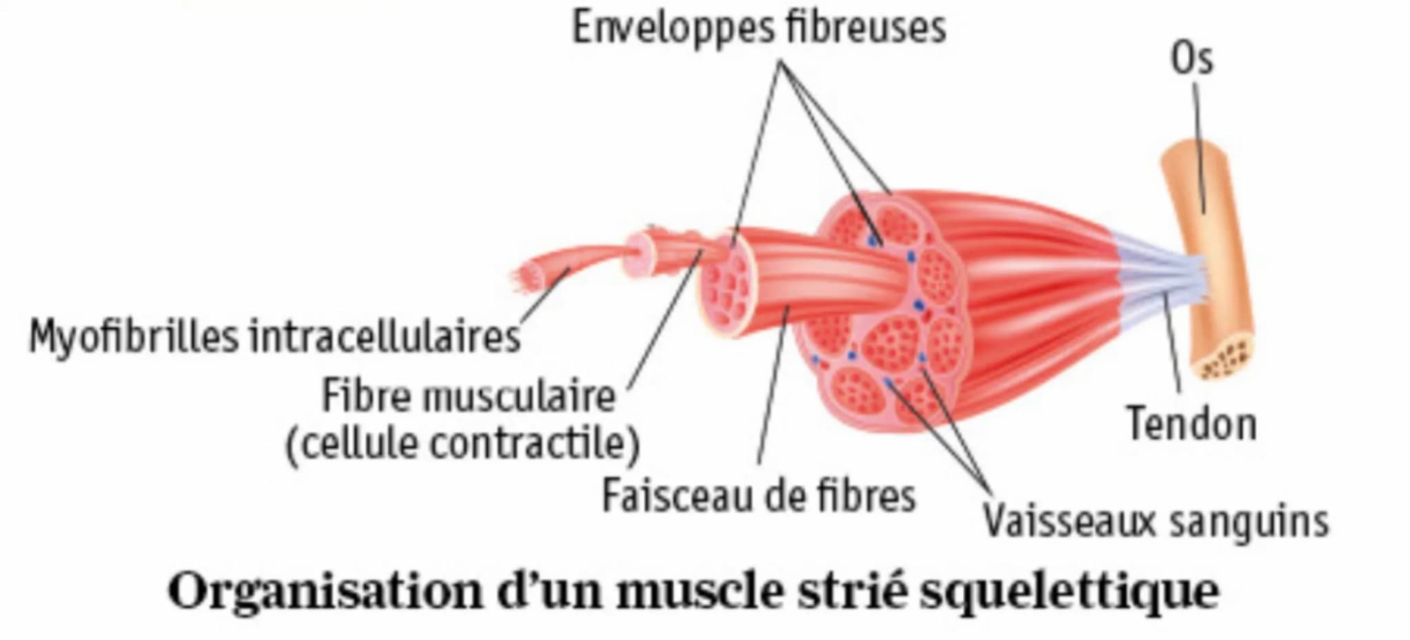 Myofibrilles intracellulaires
Enveloppes fibreuses
Fibre musculaire
(cellule contractile)
Os
Tendon
Faisceau de fibres
Organisation d'un mus