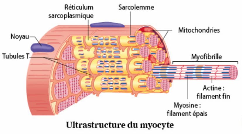 Myofibrilles intracellulaires
Enveloppes fibreuses
Fibre musculaire
(cellule contractile)
Os
Tendon
Faisceau de fibres
Organisation d'un mus