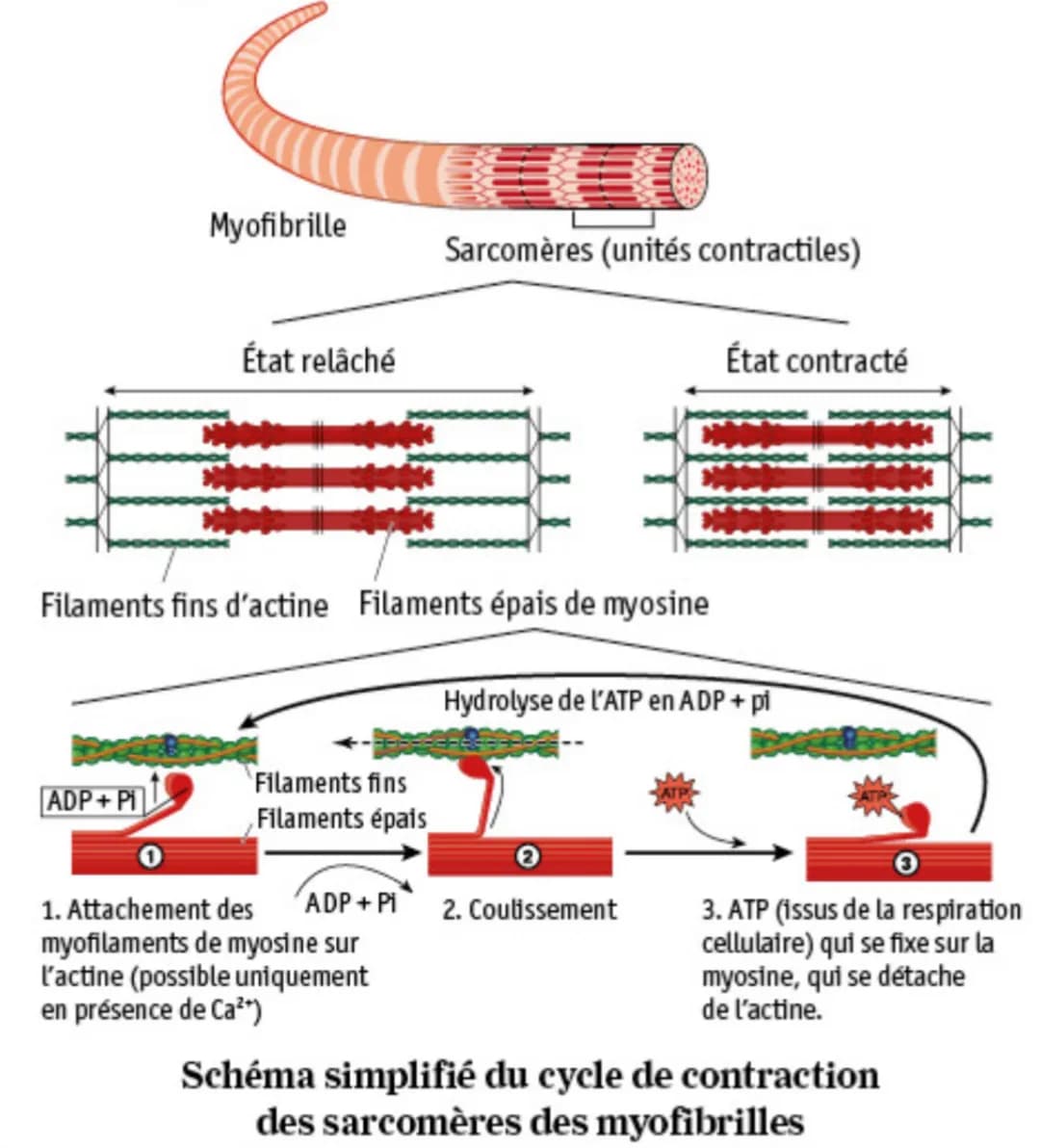 Myofibrilles intracellulaires
Enveloppes fibreuses
Fibre musculaire
(cellule contractile)
Os
Tendon
Faisceau de fibres
Organisation d'un mus