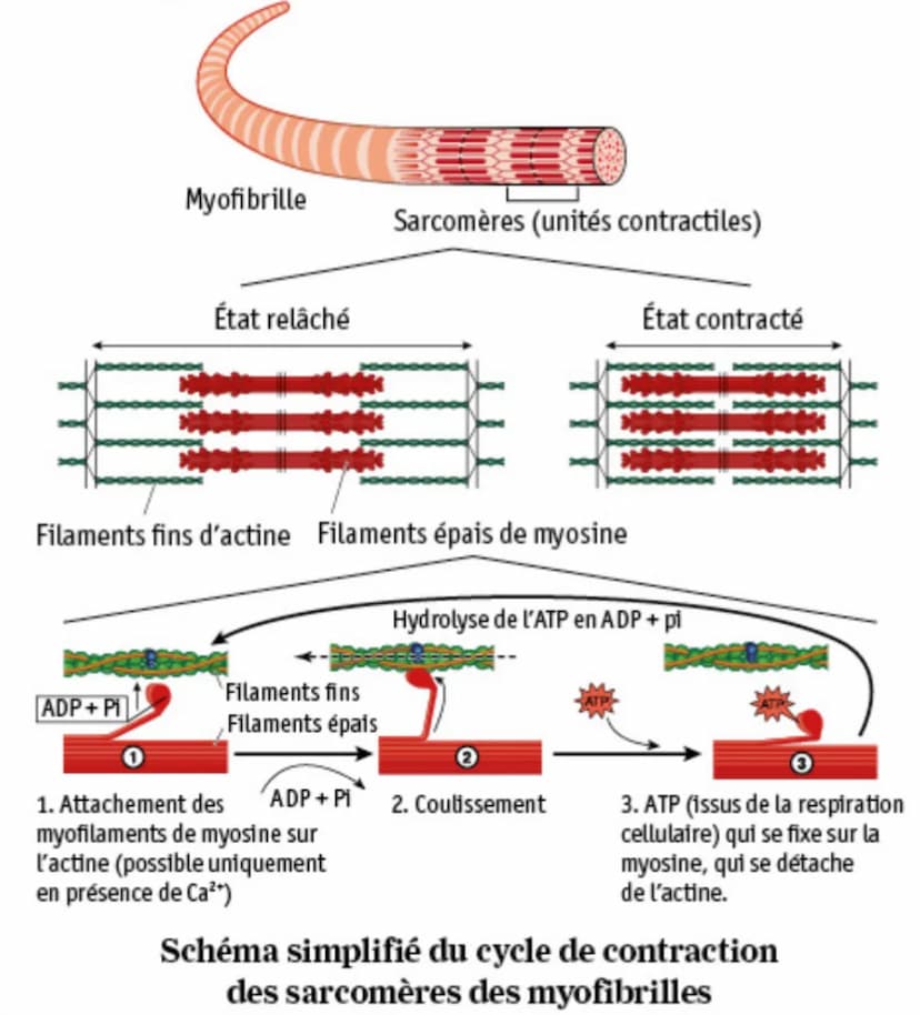 Myofibrilles intracellulaires
Enveloppes fibreuses
Fibre musculaire
(cellule contractile)
Os
Tendon
Faisceau de fibres
Organisation d'un mus