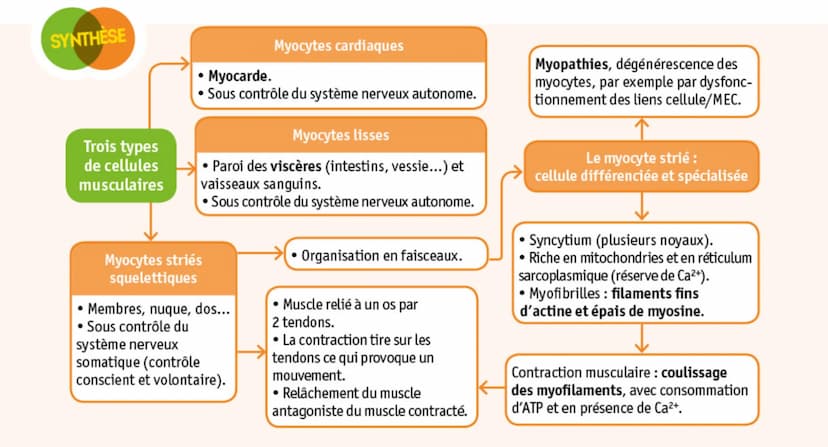 Myofibrilles intracellulaires
Enveloppes fibreuses
Fibre musculaire
(cellule contractile)
Os
Tendon
Faisceau de fibres
Organisation d'un mus