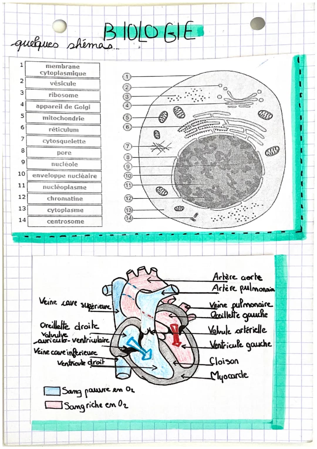 quelques shimas...
1
2
3
4
5
6
7
8
9
10
11
12
13
14
membrane
cytoplasmique
vésicule
ribosome
appareil de Golgi
mitochondrie
réticulum
cytosq