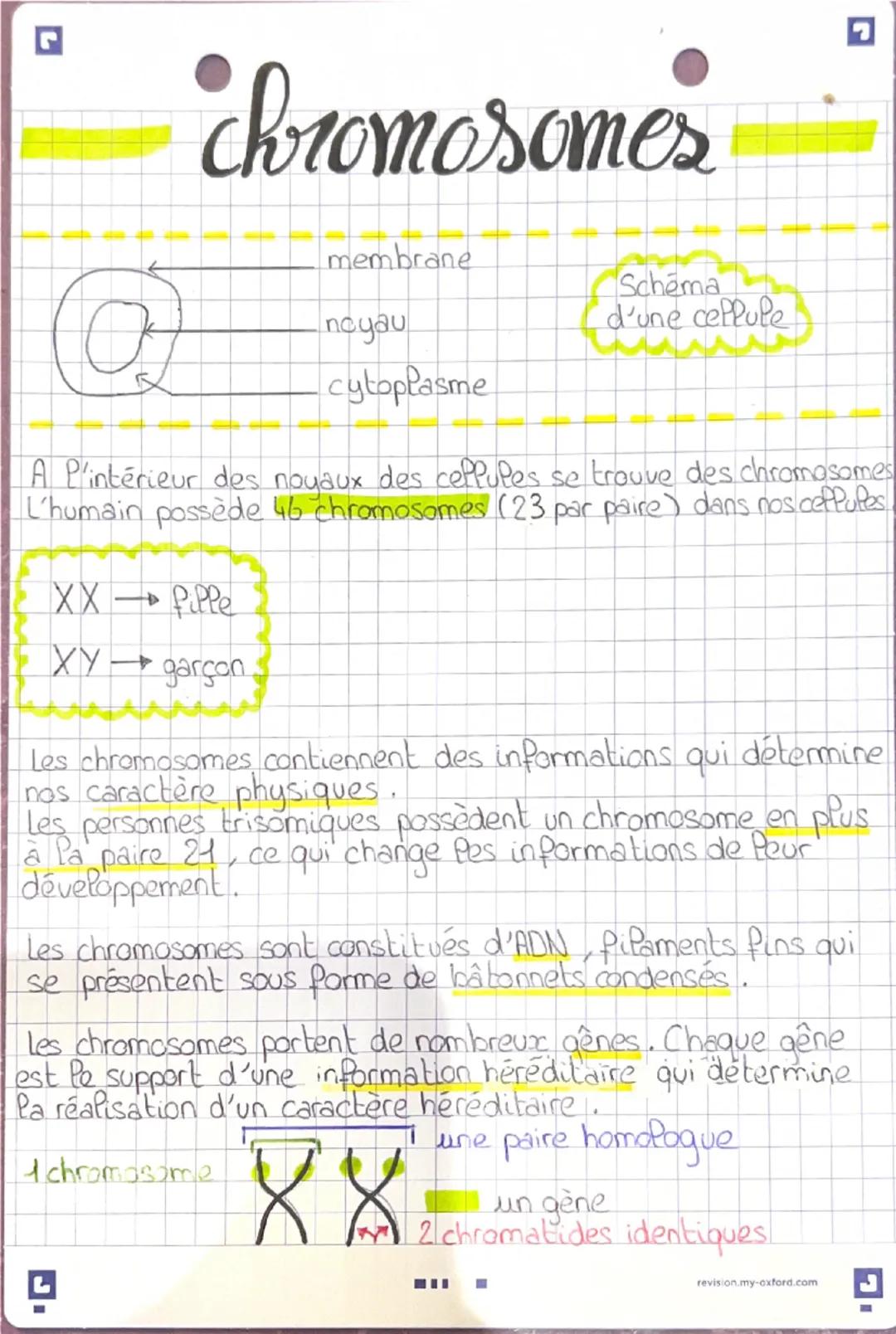 # chromosomes

membrane

noyau

Schema
d'une cellule

cytoplasme

A P'intérieur des noyaux des ceppupes se trouve des chromosomes
L'humain p