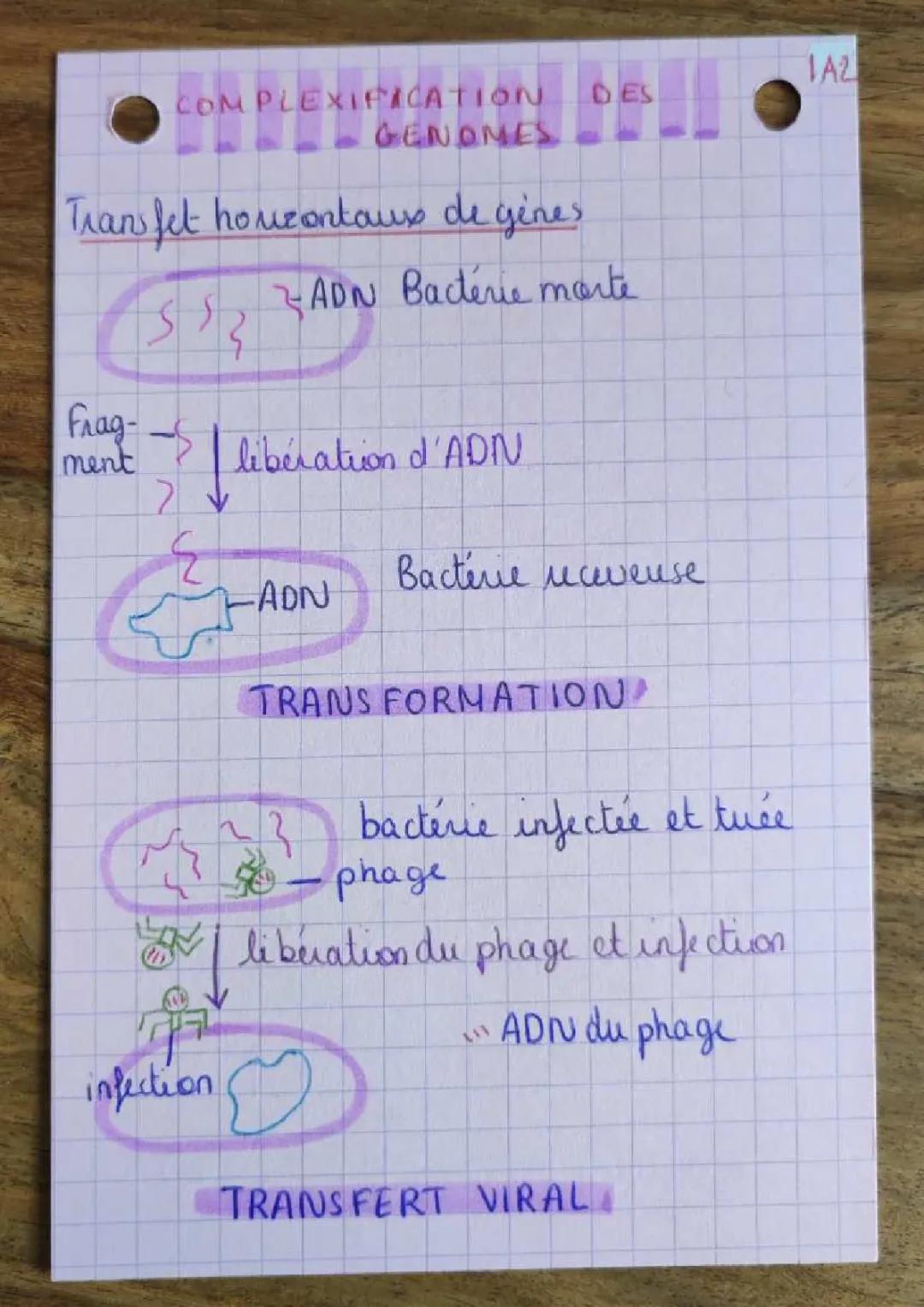 Complexification des génomes 