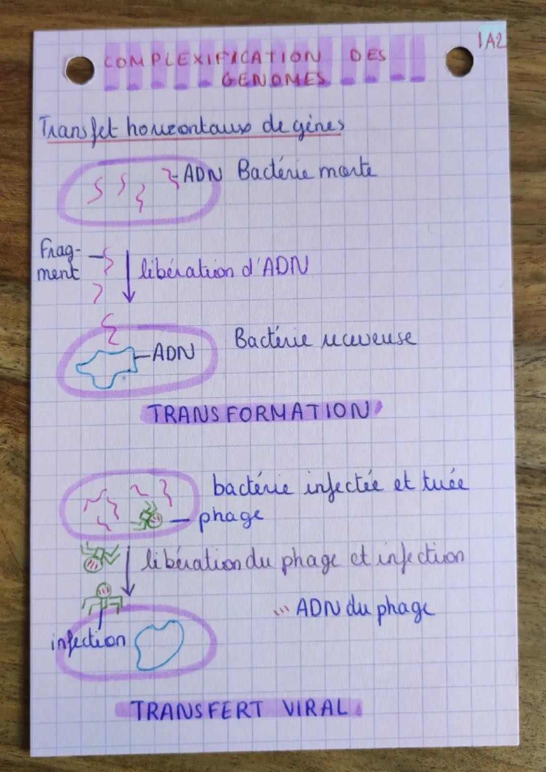COMPLEXIFICATION
GENOMES
Transfet houzontaux de gènes
Frag-
ment
S₂ ZADN Bactérie morte
$92
infection
libération d'ADN
-ADN
DES
Bacterie uav