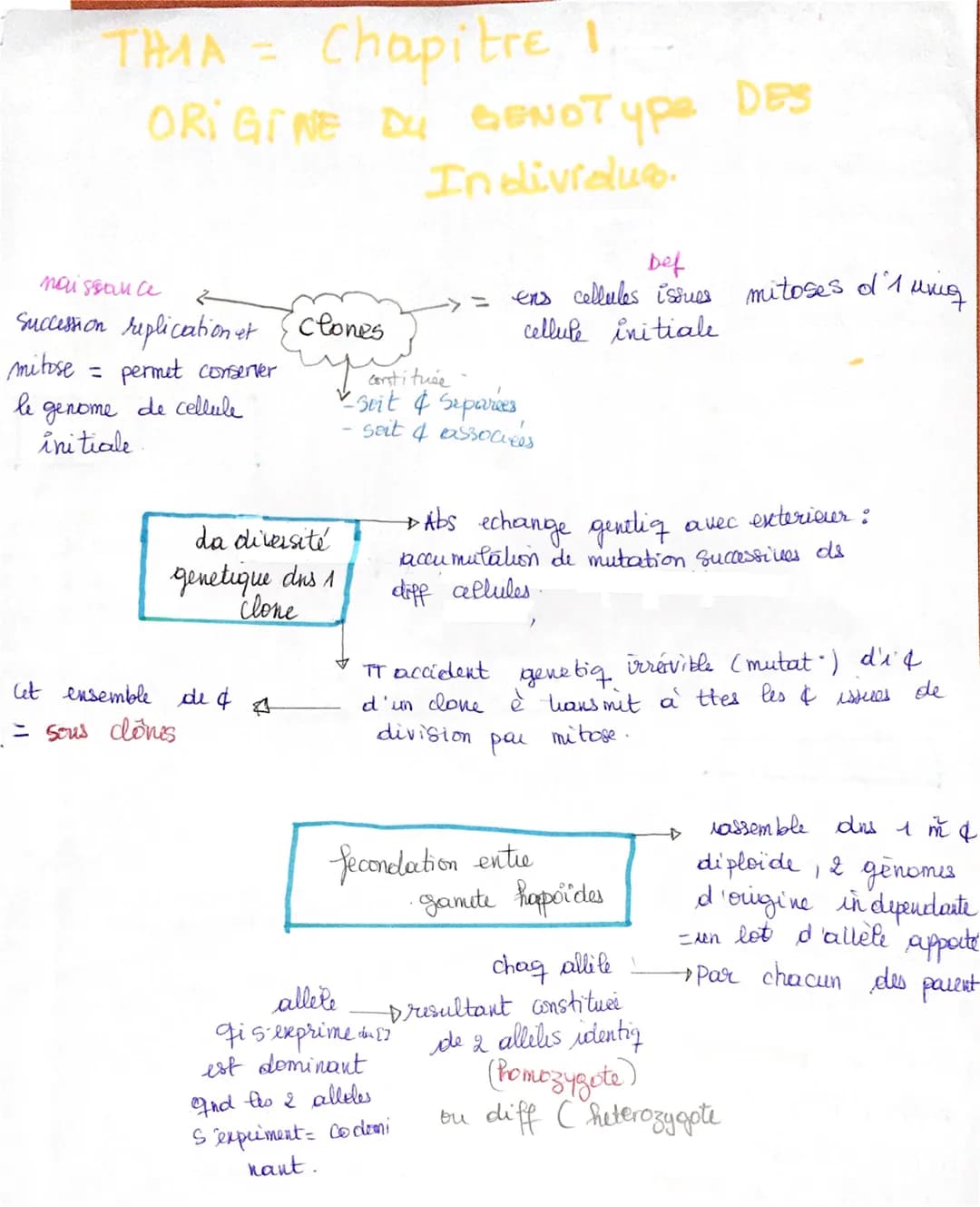 THMA =
Chapitre I
ORIGINE DU GENOType
Individus.
naissance
Succession replication et {clones
mitose
= permet conserver
de cellule
le
genome
