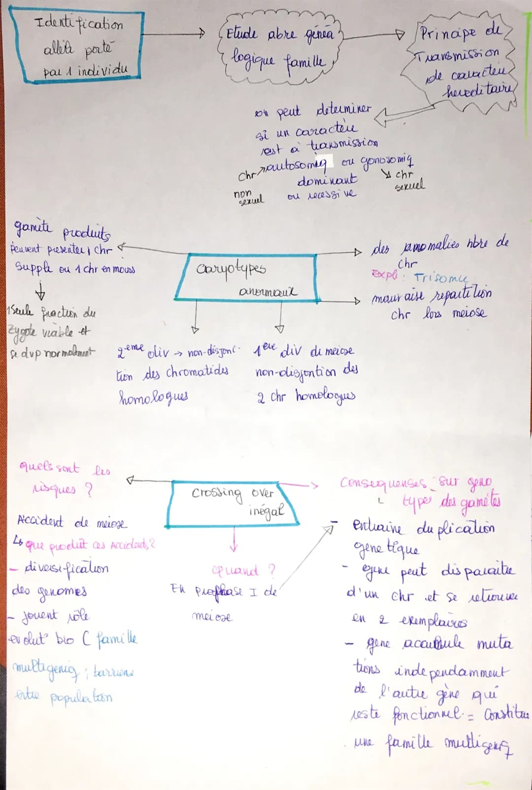 THMA =
Chapitre I
ORIGINE DU GENOType
Individus.
naissance
Succession replication et {clones
mitose
= permet conserver
de cellule
le
genome

