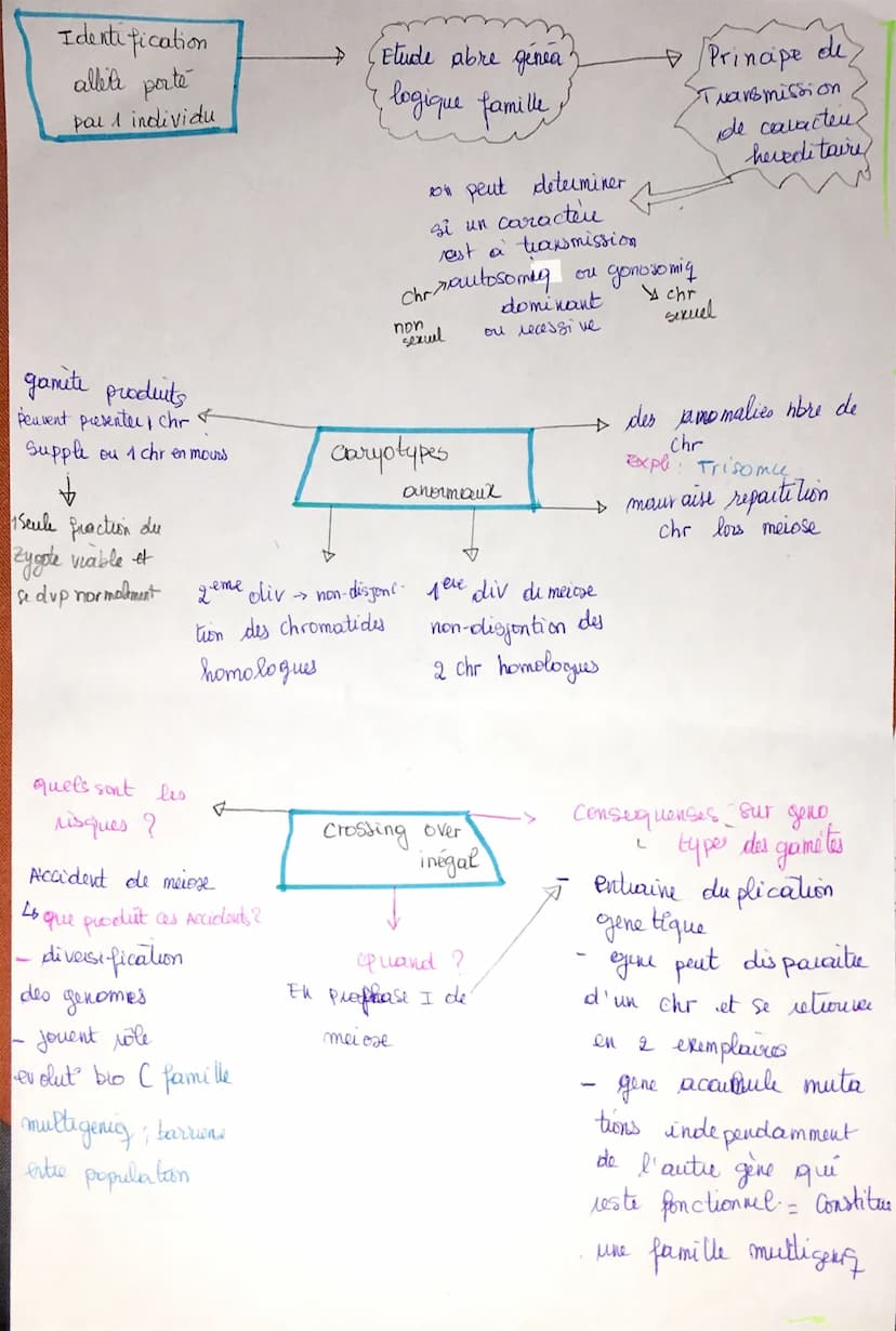 THMA =
Chapitre I
ORIGINE DU GENOType
Individus.
naissance
Succession replication et {clones
mitose
= permet conserver
de cellule
le
genome
