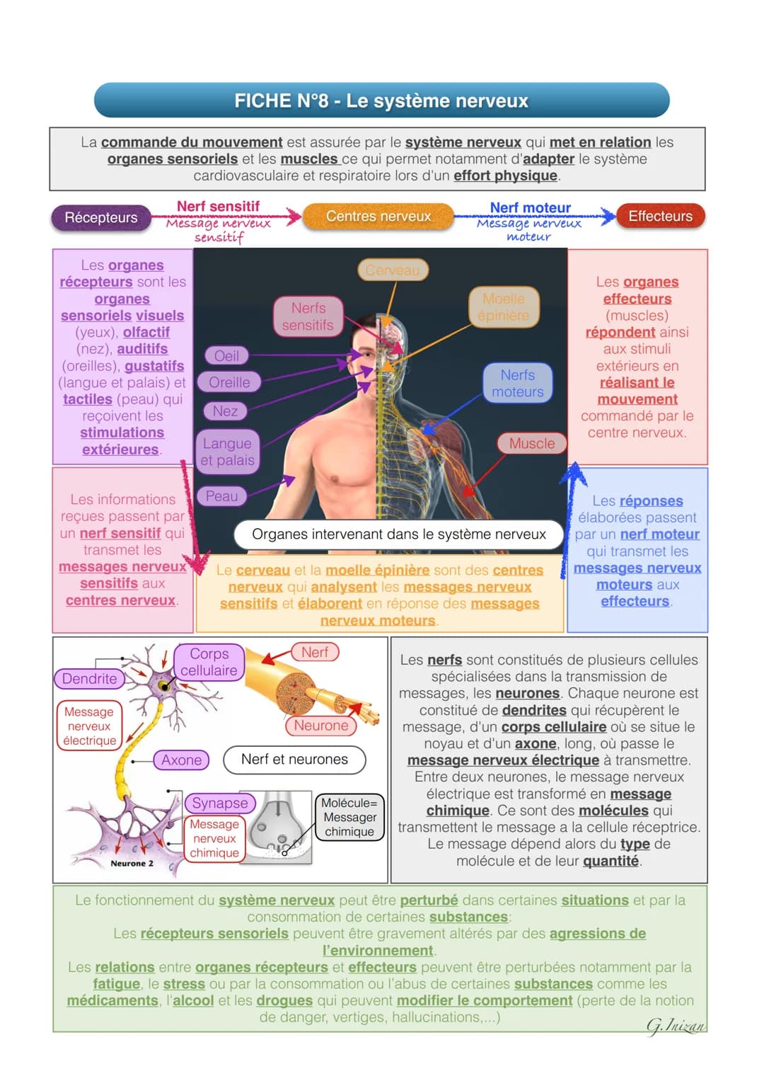 FICHE N°8 - Le système nerveux
La commande du mouvement est assurée par le système nerveux qui met en relation les
organes sensoriels et les