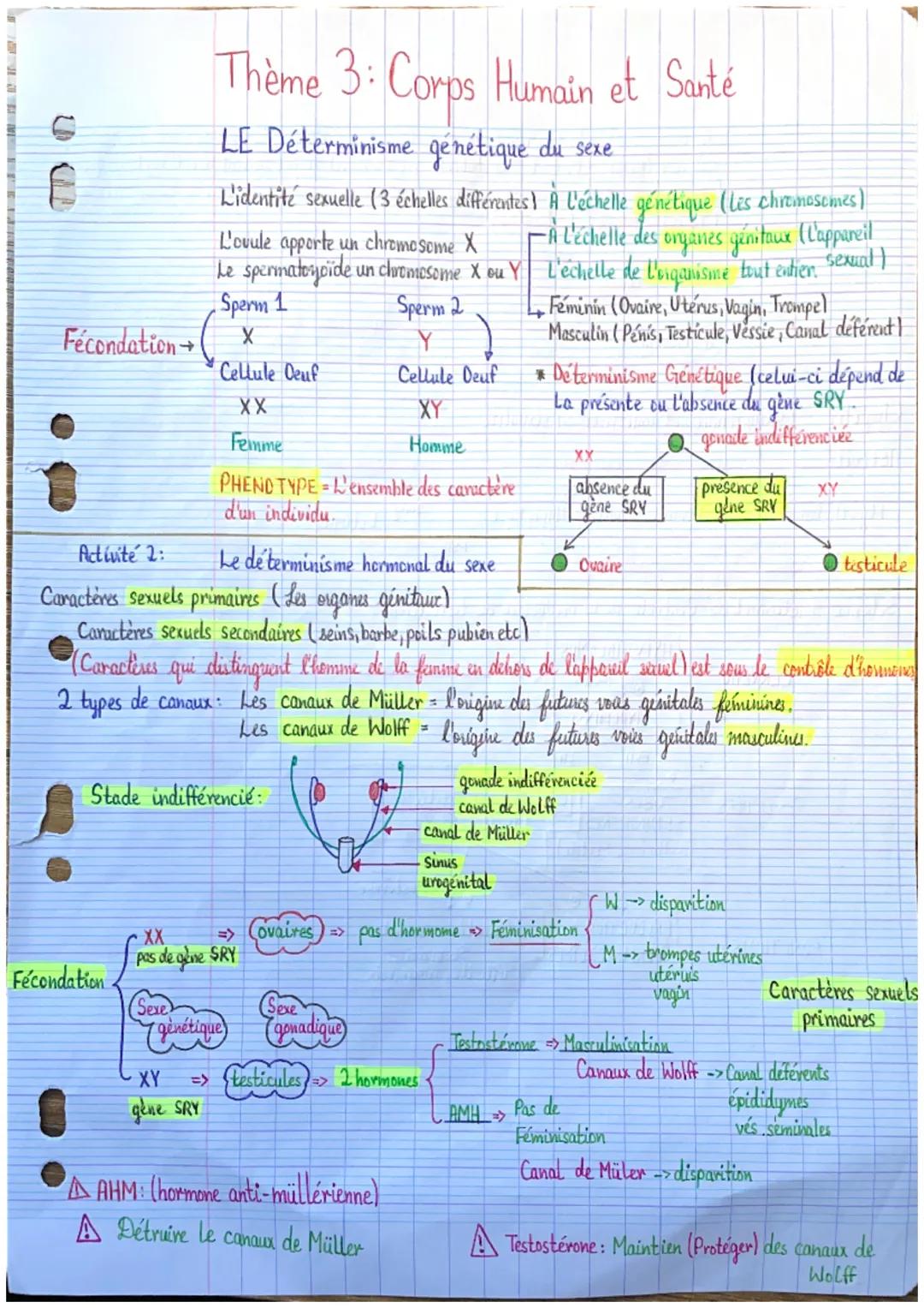 UM
Fécondation →
Thème 3: Corps Humain et Santé
LE Déterminisme génétique du sexe.
L'identité sexuelle (3 échelles différentes) A l'échelle 