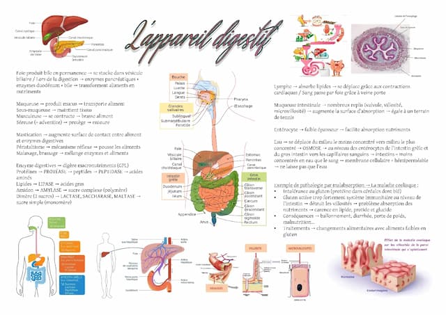 Know Fiche ST2S BPH : L'appareil digestif thumbnail